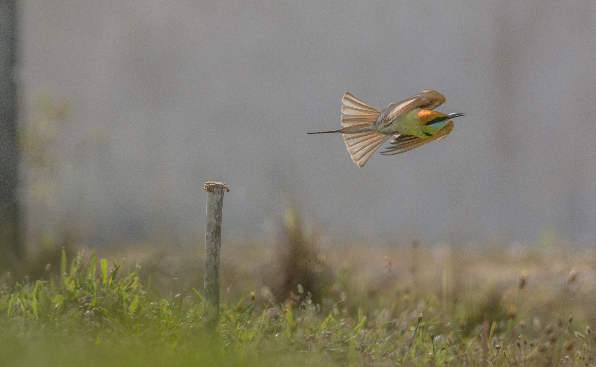 Sigma 150-500mm F5-6.3 DG OS HSM sample photo. Img photography
