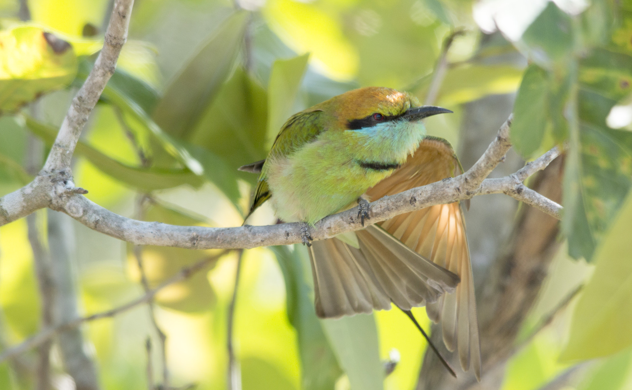 Sigma 150-500mm F5-6.3 DG OS HSM sample photo. Img photography