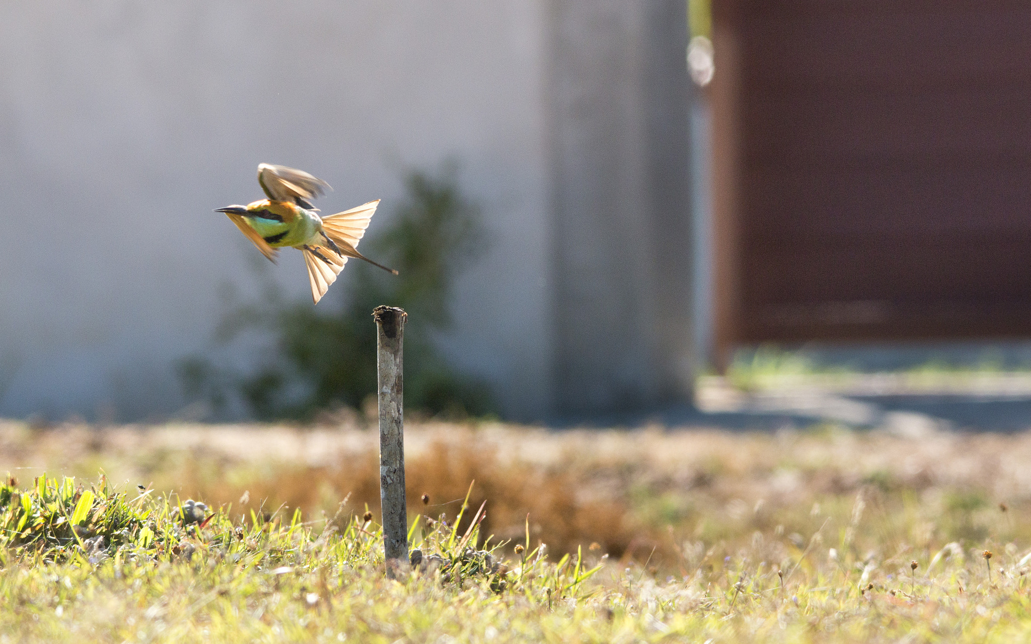 Sigma 150-500mm F5-6.3 DG OS HSM sample photo. Img photography