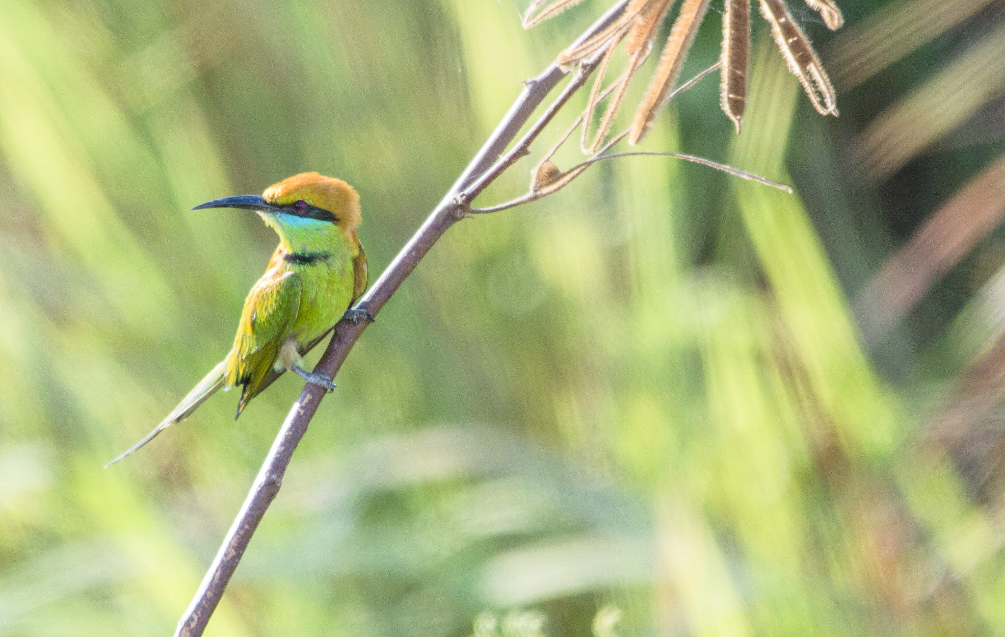 Sigma 150-500mm F5-6.3 DG OS HSM sample photo. Img photography
