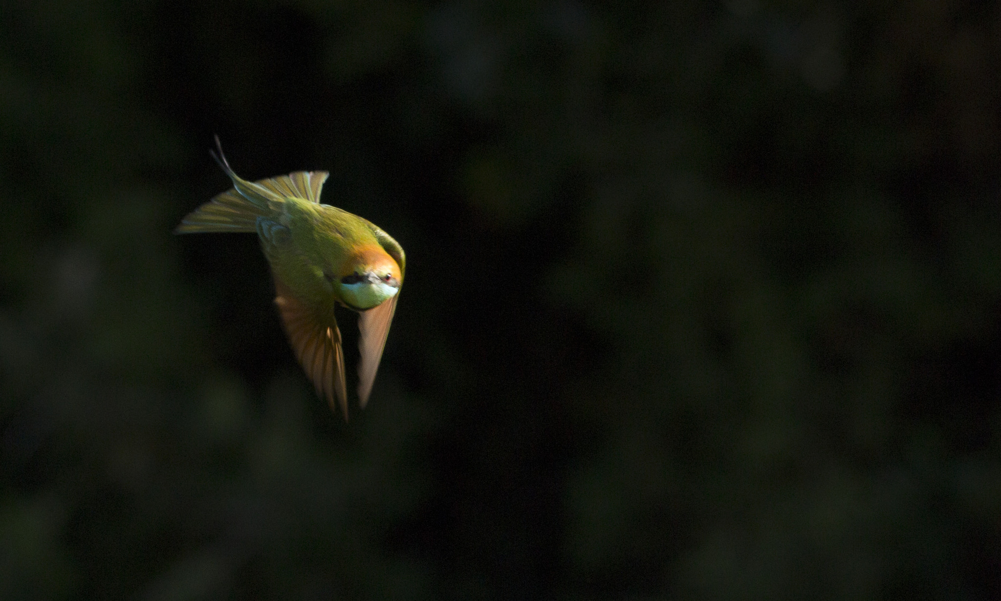 Sigma 150-500mm F5-6.3 DG OS HSM sample photo. Img photography