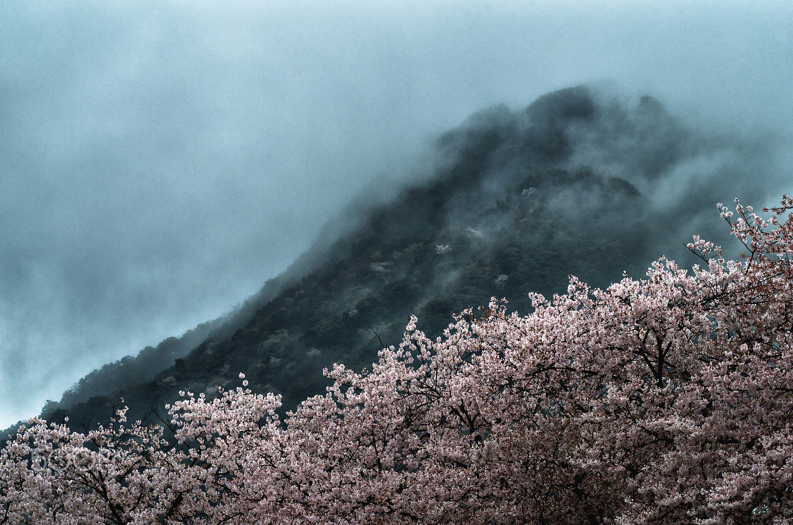 Pentax K-01 + smc PENTAX-F 80-200mm F4.7-5.6 sample photo. Sakura blossom photography