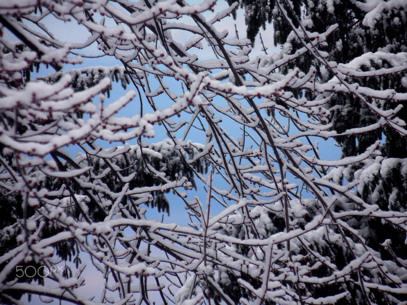Samsung WB110/  WB111 sample photo. Snowytrees photography