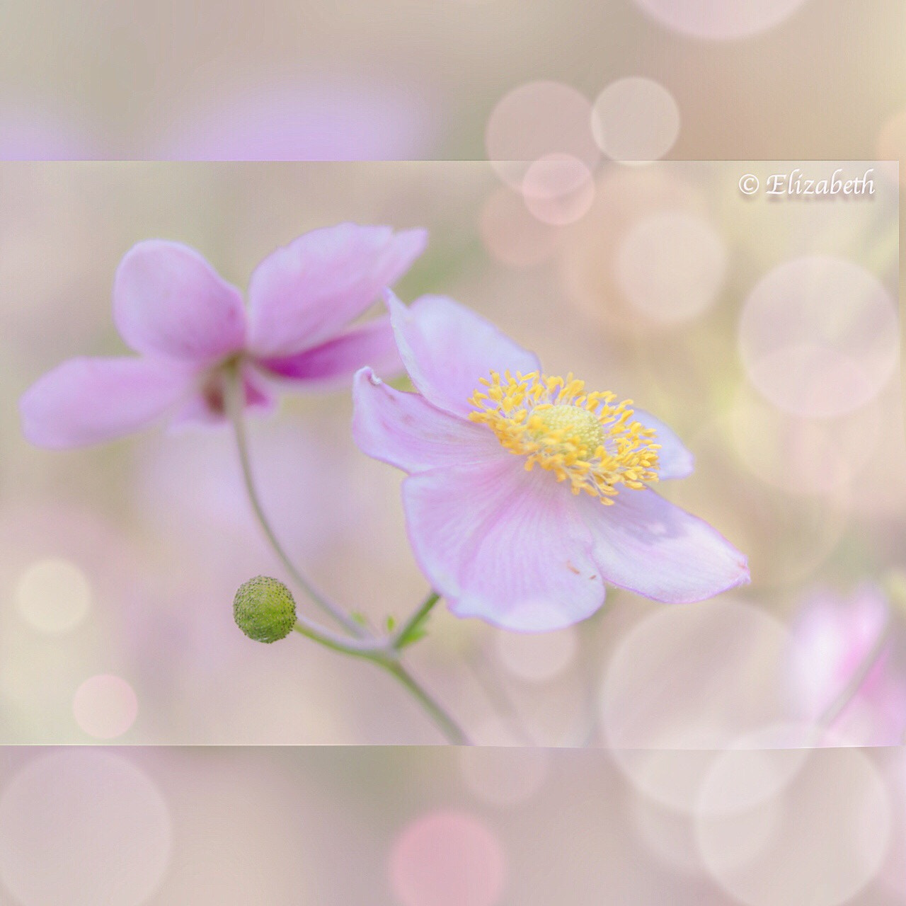 Canon EF-S 60mm F2.8 Macro USM sample photo. Let the light in  photography