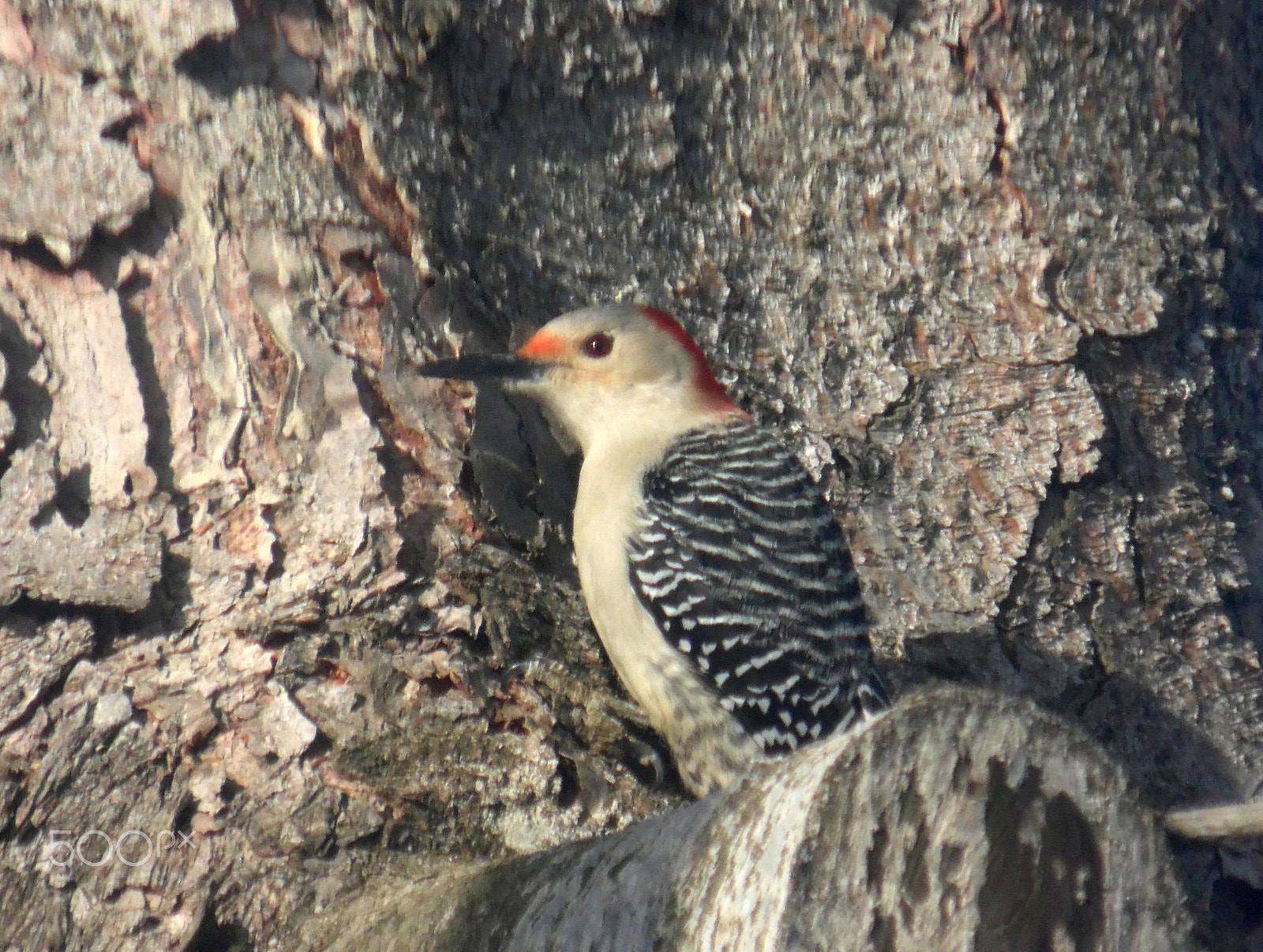 Samsung WB110/  WB111 sample photo. Redheadwoodpecker photography