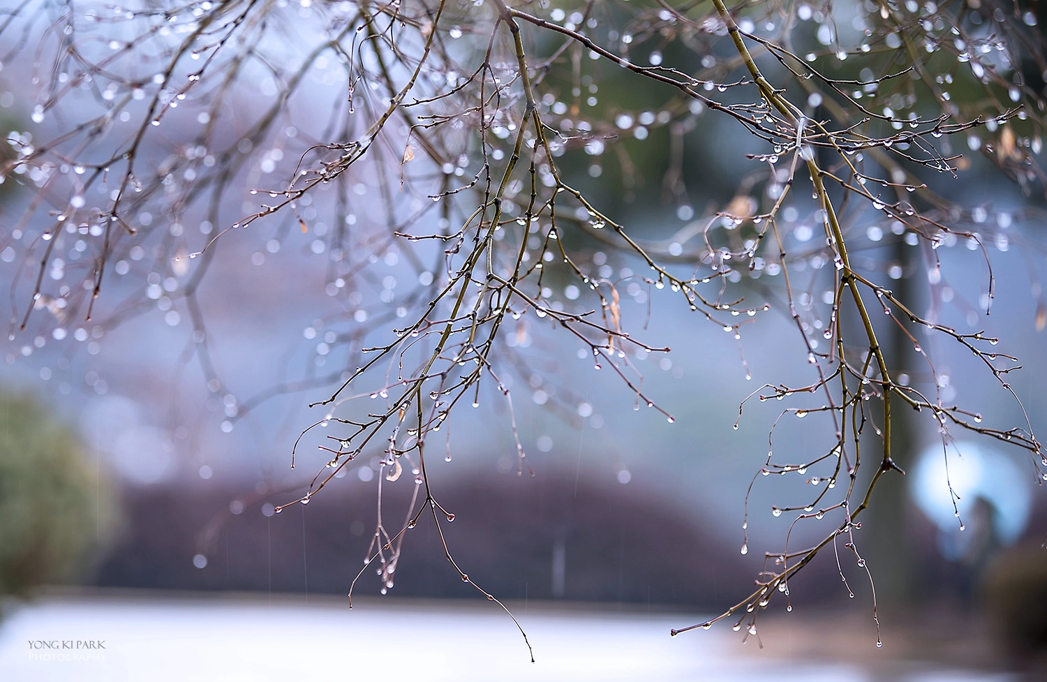 Pentax K-1 sample photo. The sound of spring-2 photography