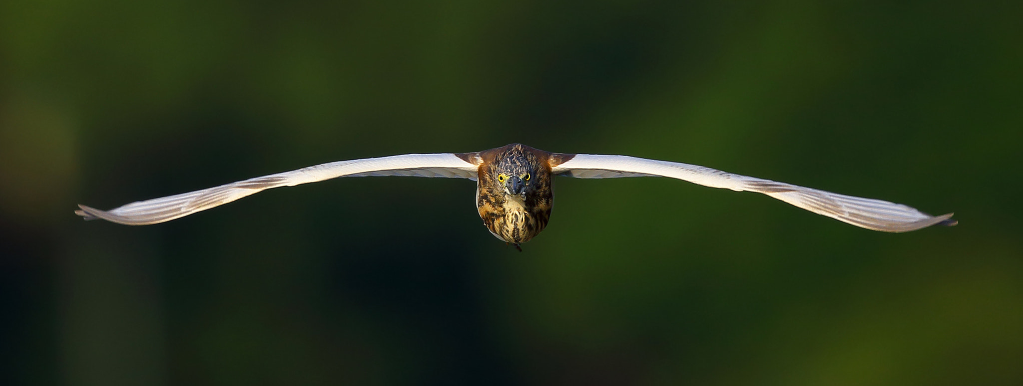 Canon EF 300mm F2.8L IS II USM sample photo. Temperament photography