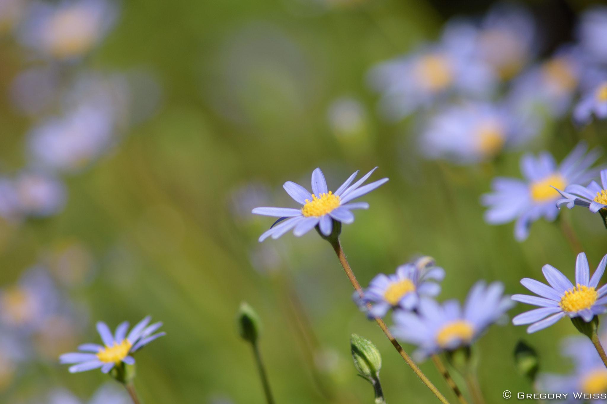 Nikon D7200 sample photo. Flowers in a field. photography