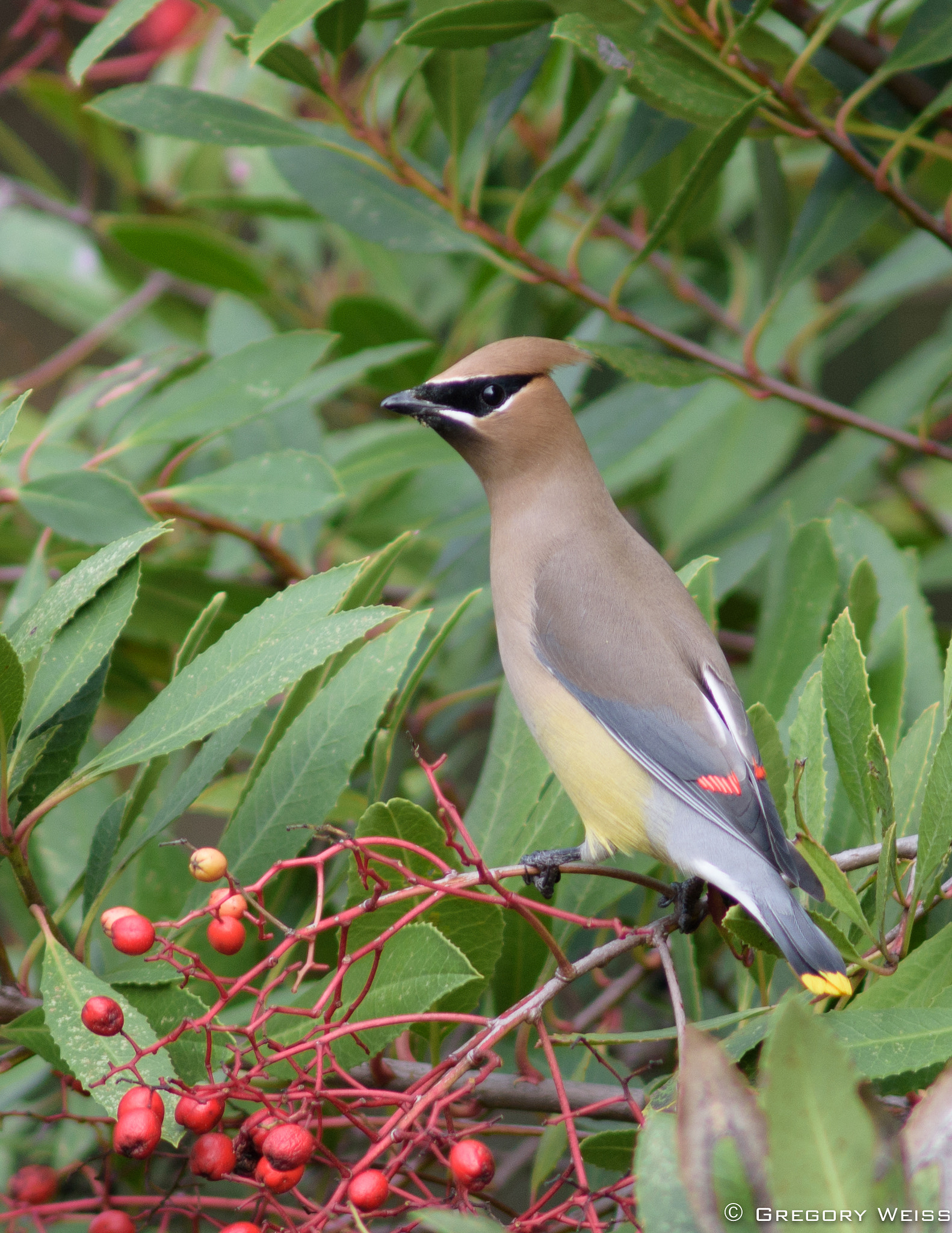 Nikon D7200 sample photo. Cedar waxwing chowing on toyon berries. photography