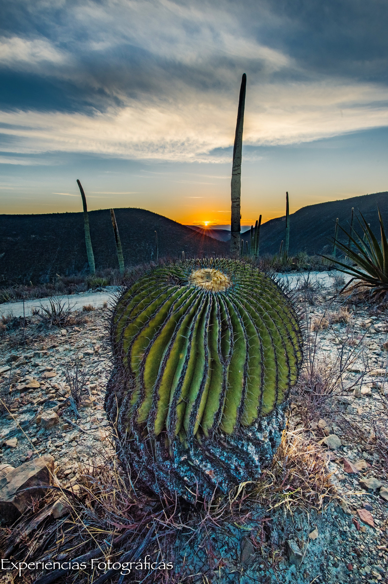 Nikon AF-S Nikkor 14-24mm F2.8G ED sample photo. Great cactus in the morning photography