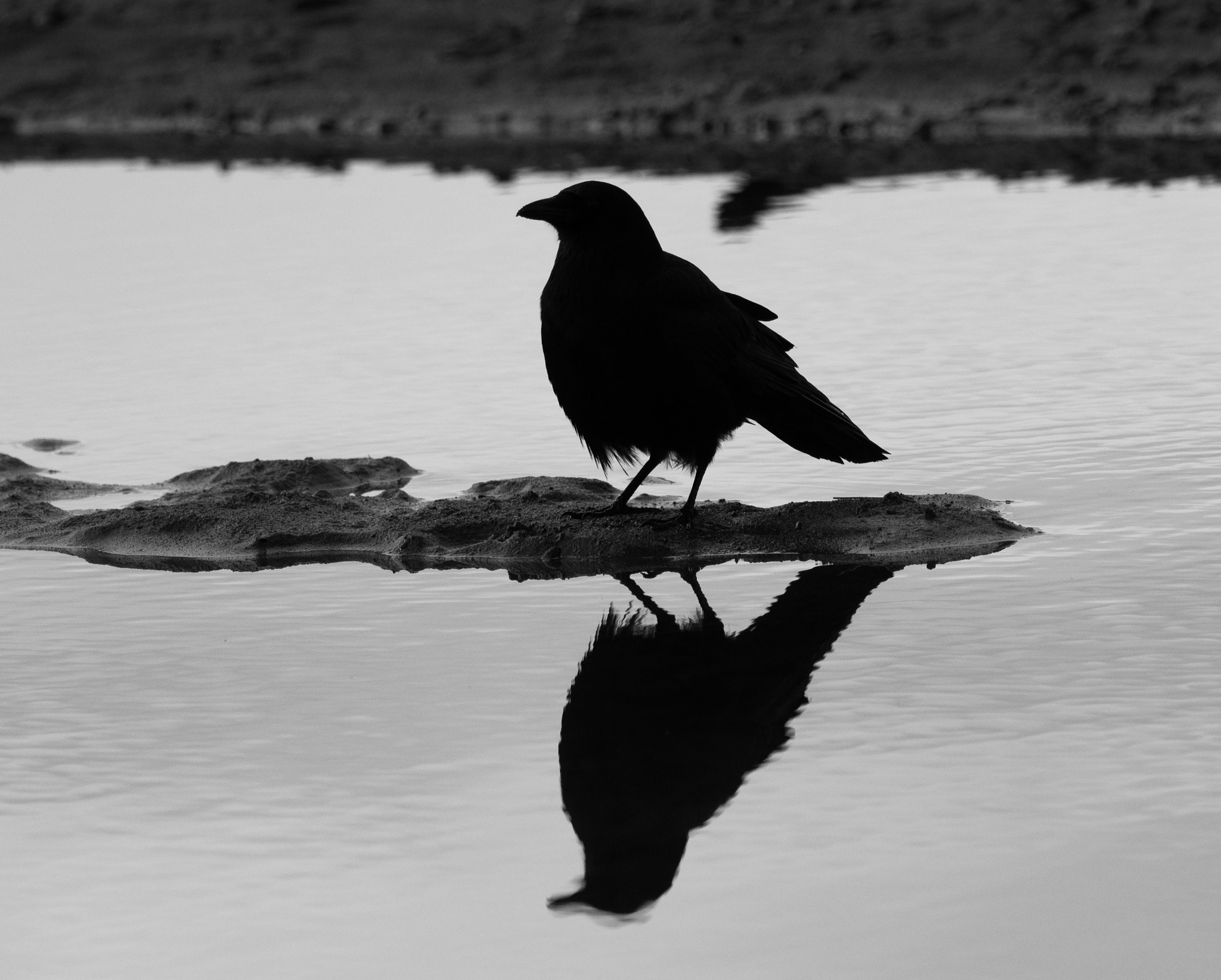 Olympus OM-D E-M1 Mark II + OLYMPUS M.300mm F4.0 sample photo. Reflections photography