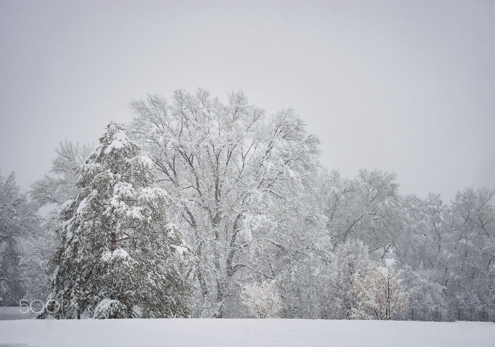 Olympus OM-D E-M1 sample photo. Snow.  again. photography
