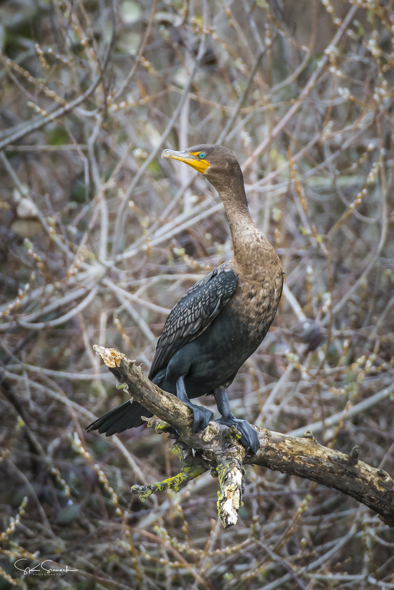 Nikon D800 sample photo. Double crested cormorant photography