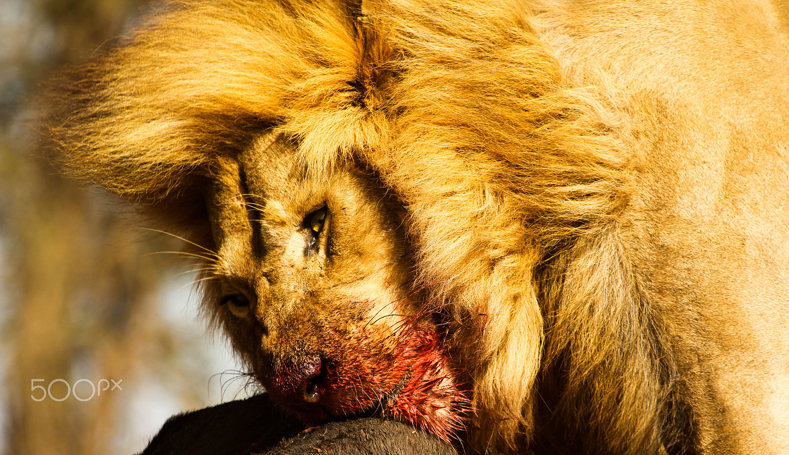 Canon EF 100-400mm F4.5-5.6L IS USM sample photo. Bloody face! photography