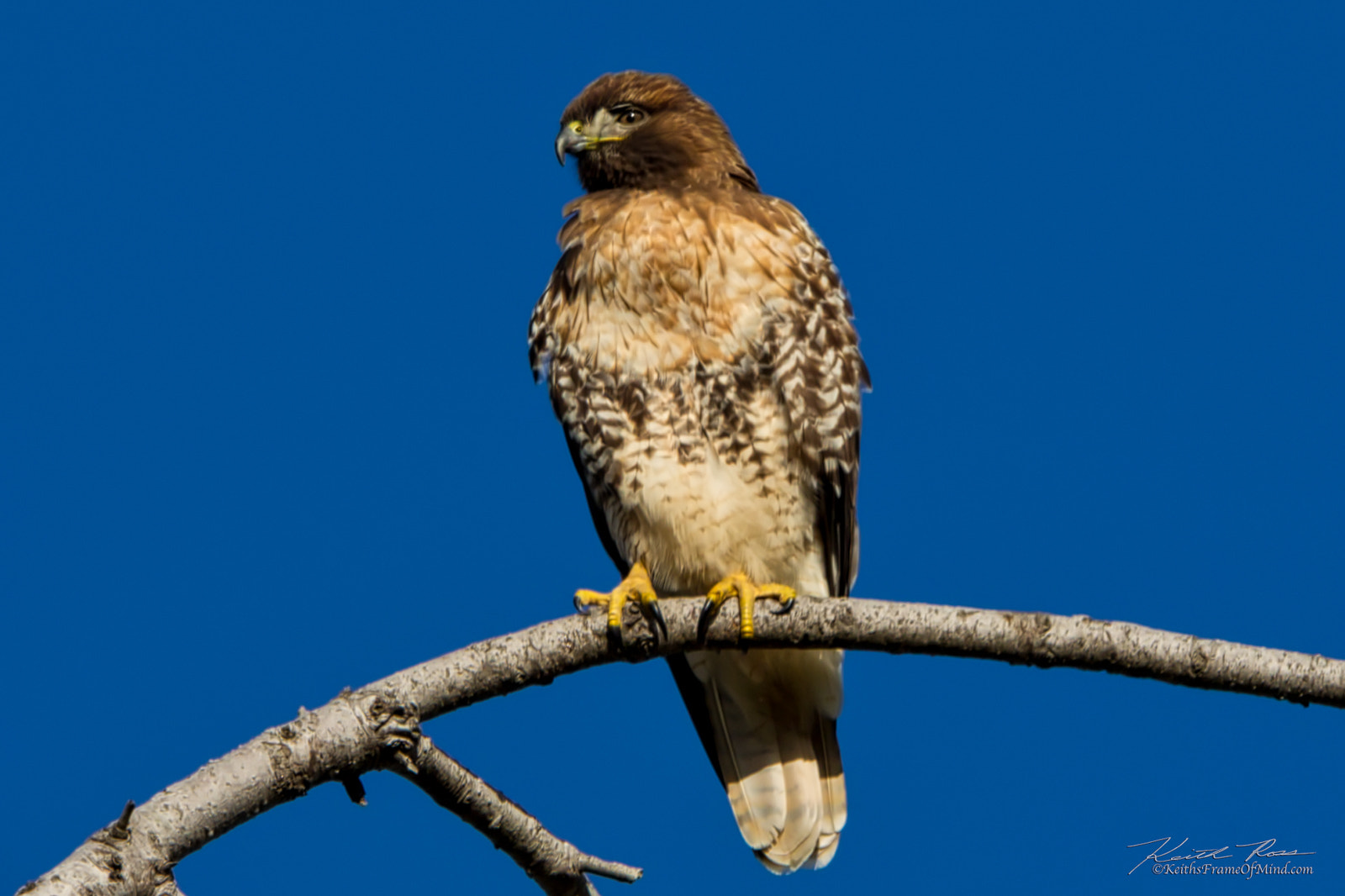 Canon EF 600mm F4L IS II USM sample photo. 381. red-tail hawk photography
