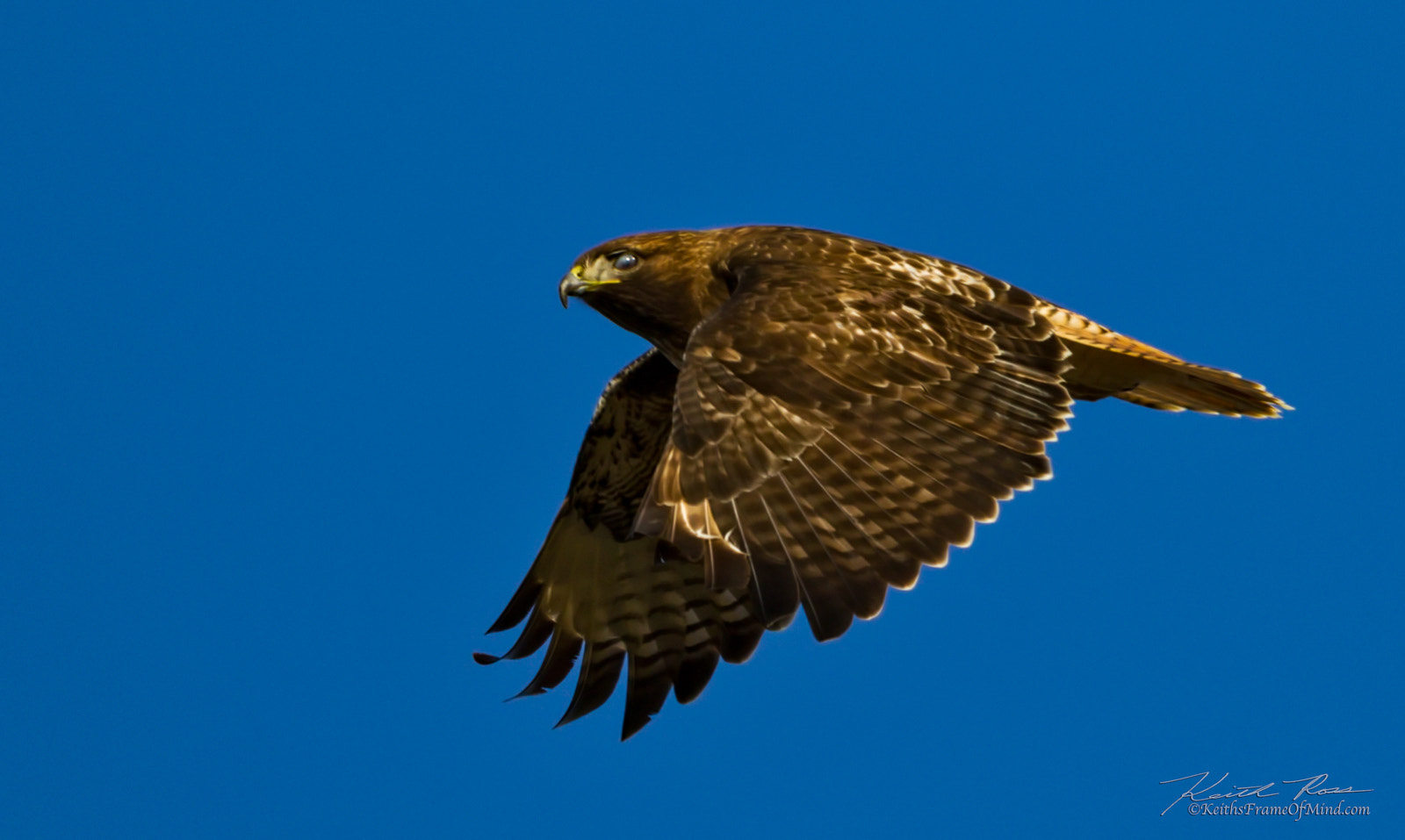 Canon EOS 7D Mark II sample photo. 383. red-tail hawk photography