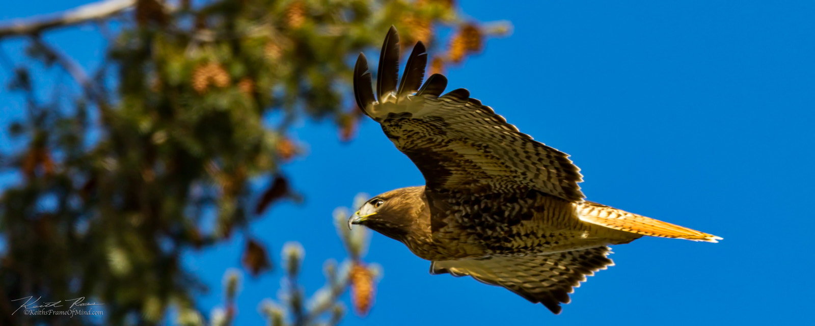 Canon EOS 7D Mark II sample photo. 384. red-tail hawk photography