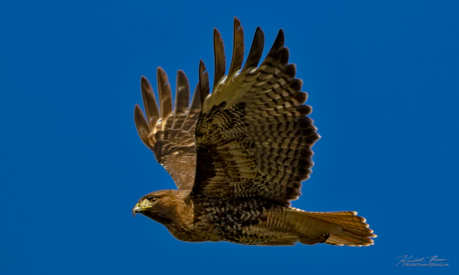 Canon EF 600mm F4L IS II USM sample photo. 382. red-tail hawk photography