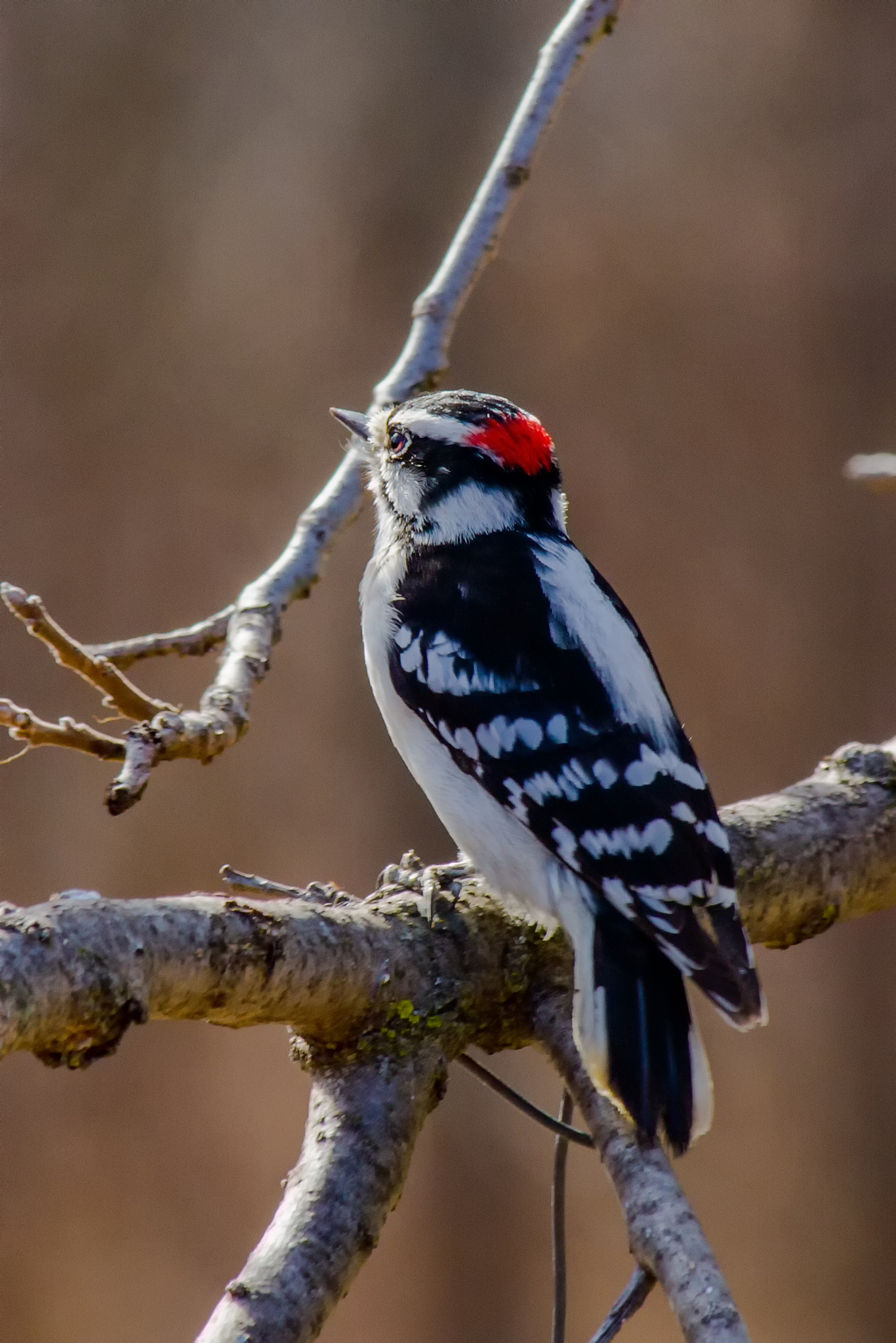 Canon EF-S 55-250mm F4-5.6 IS STM sample photo. Bird i 170219 photography