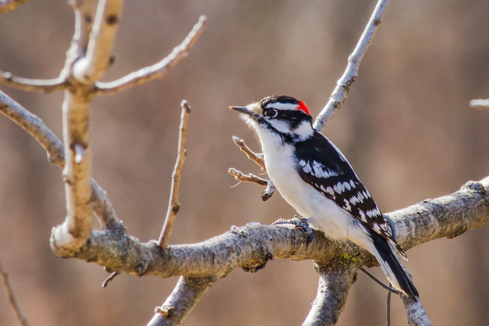 Canon EF-S 55-250mm F4-5.6 IS STM sample photo. Bird ii 170219 photography