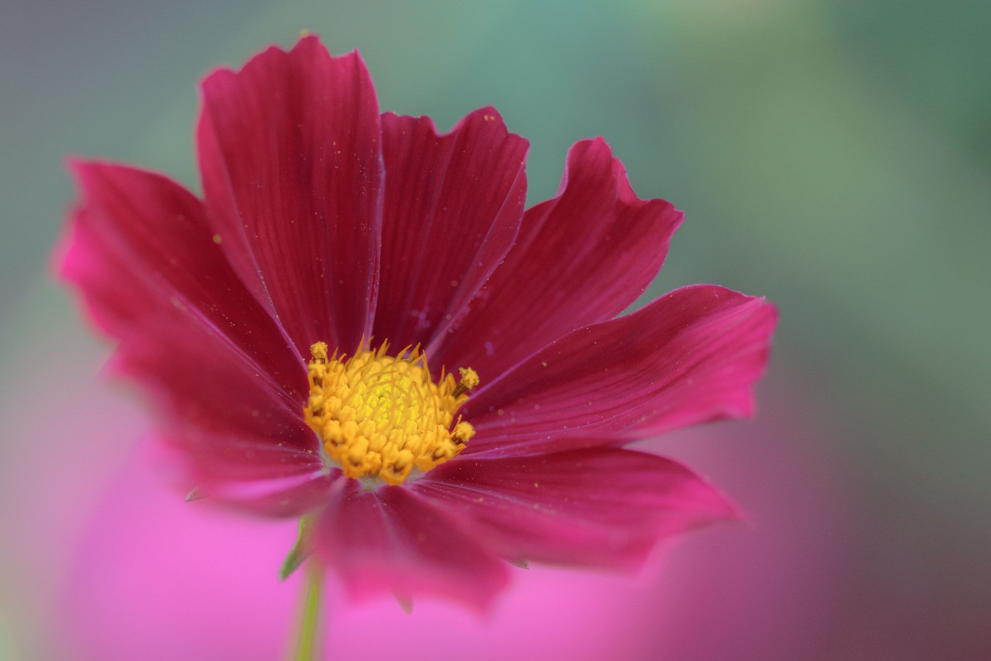Sigma 105mm F2.8 EX DG OS HSM sample photo. Nature  photography