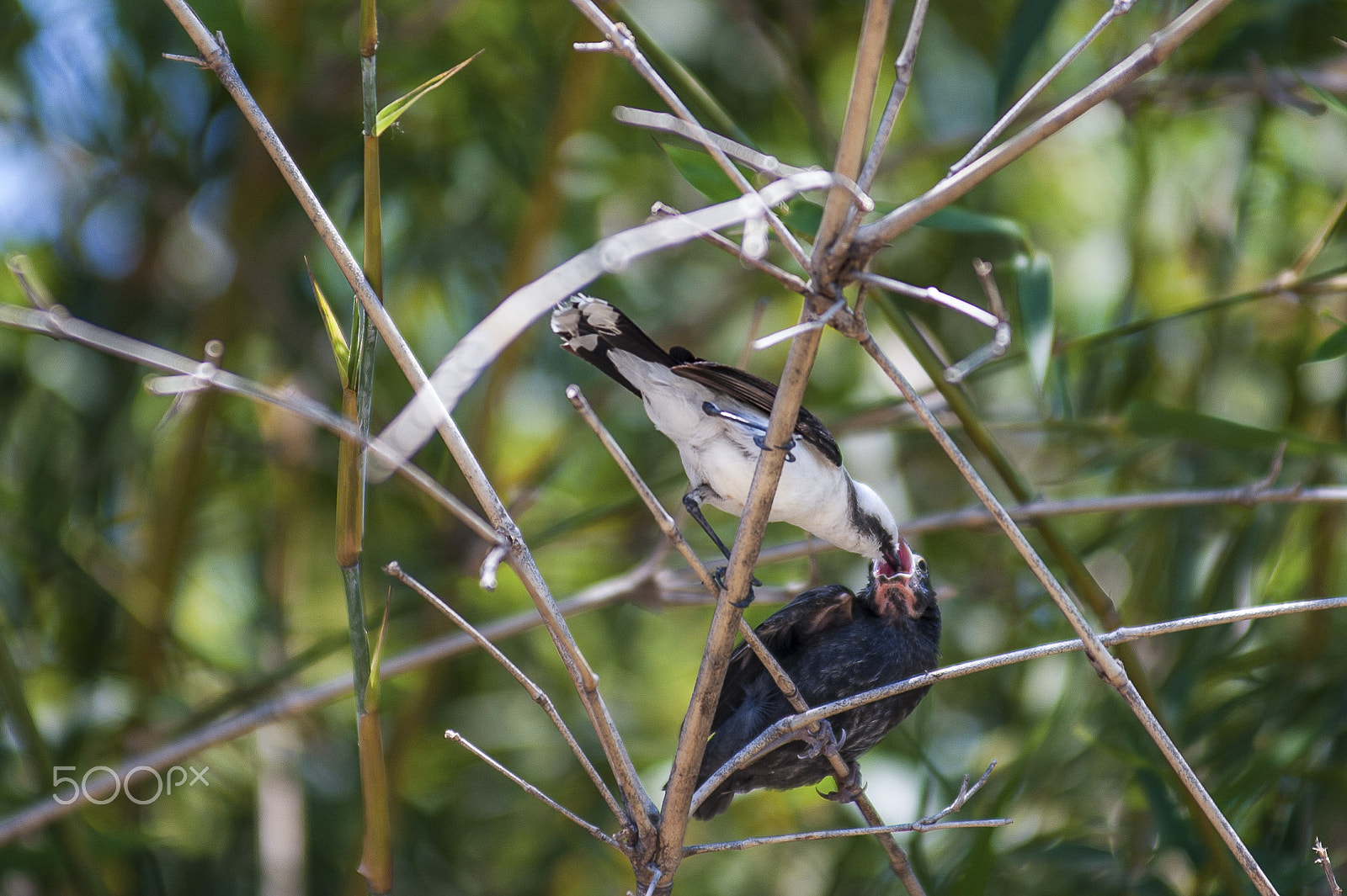 Nikon AF-Nikkor 80-200mm F2.8D ED sample photo. Family bird photography