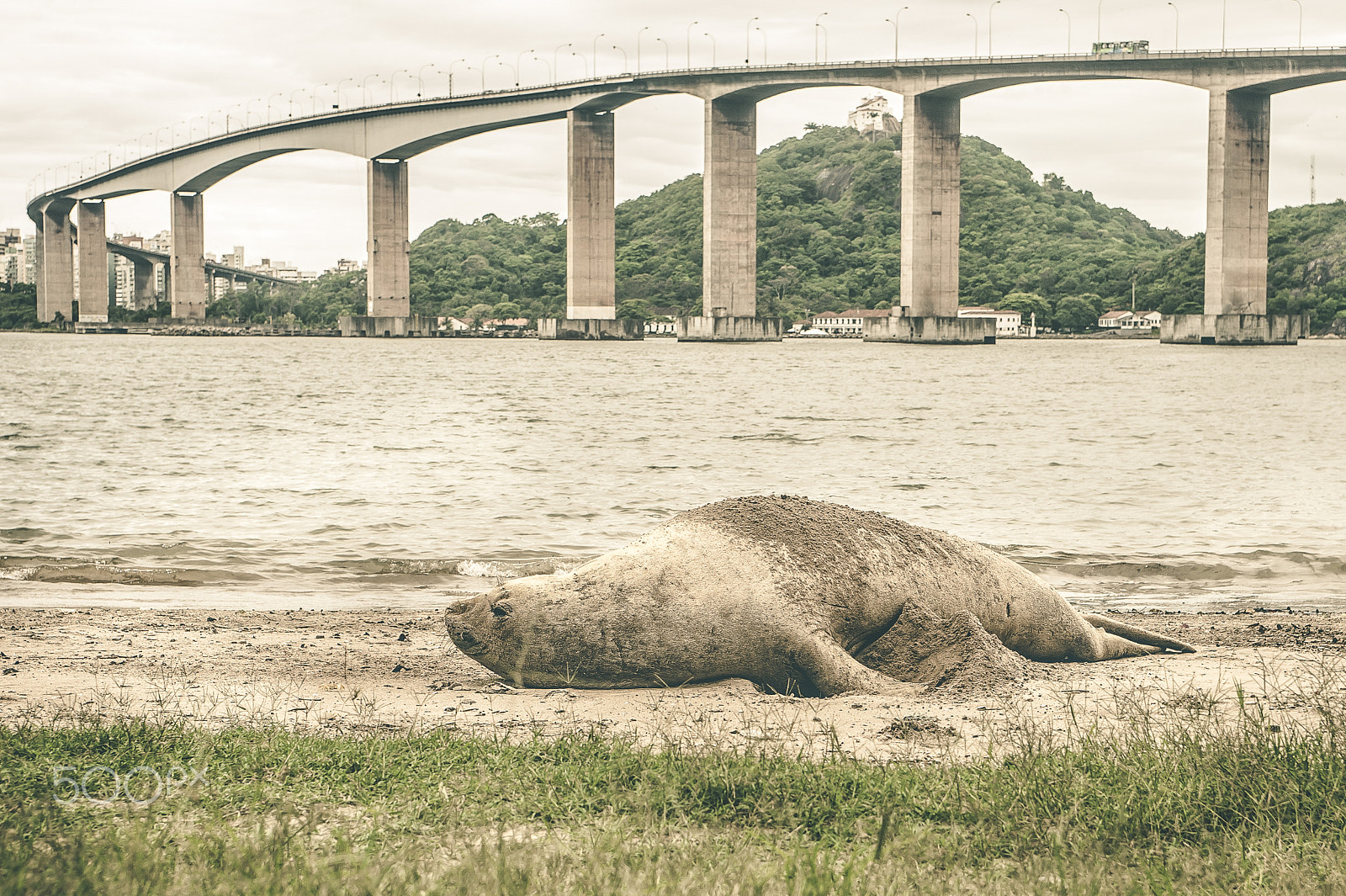 Nikon D700 + AF Zoom-Nikkor 35-70mm f/2.8D sample photo. Sea elephant photography