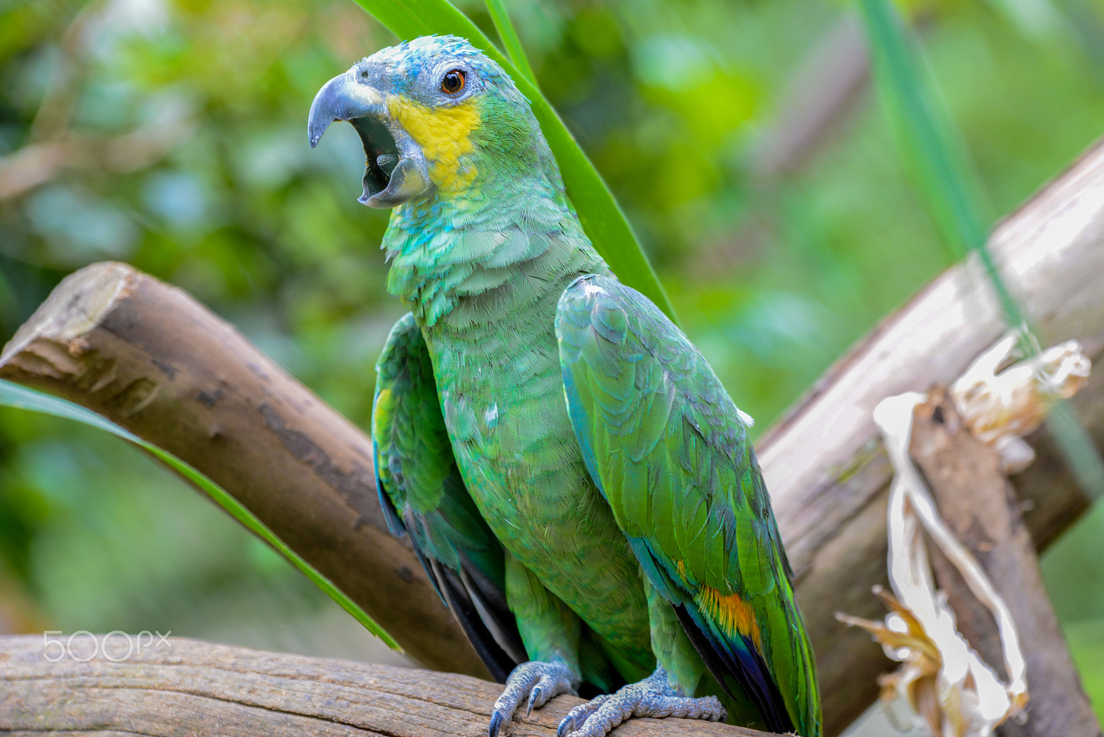 Nikon D800 + Sigma 70-200mm F2.8 EX DG OS HSM sample photo. Brazilian parrot photography