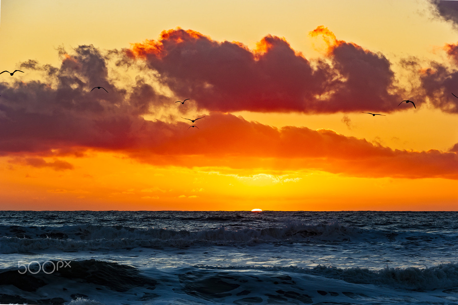 Nikon D700 sample photo. Seagulls at sunset in oceanside - february 22, 2017 photography