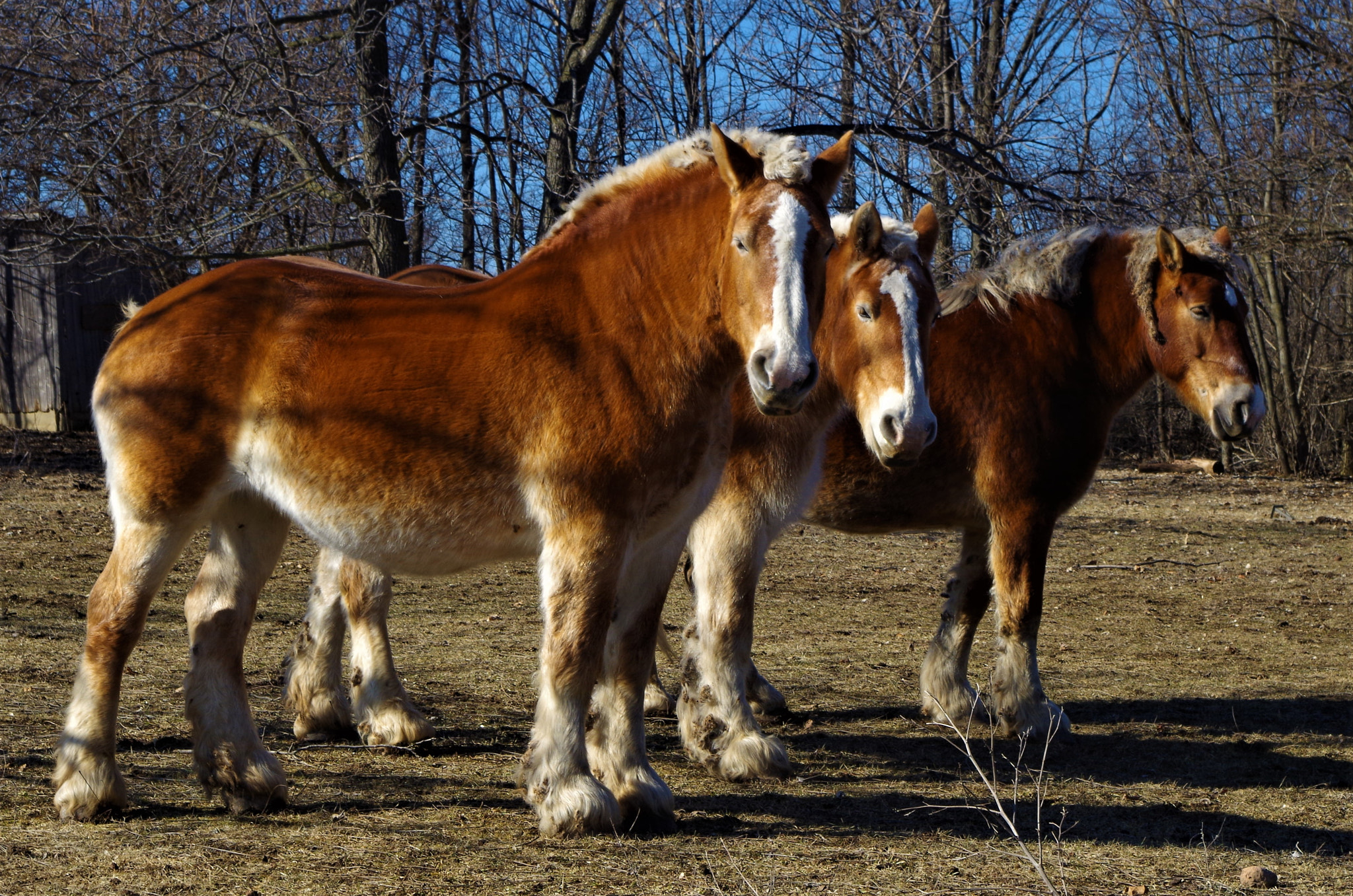 Pentax K-50 + smc PENTAX-DA L 18-55mm F3.5-5.6 sample photo. Draft horses in the sun photography