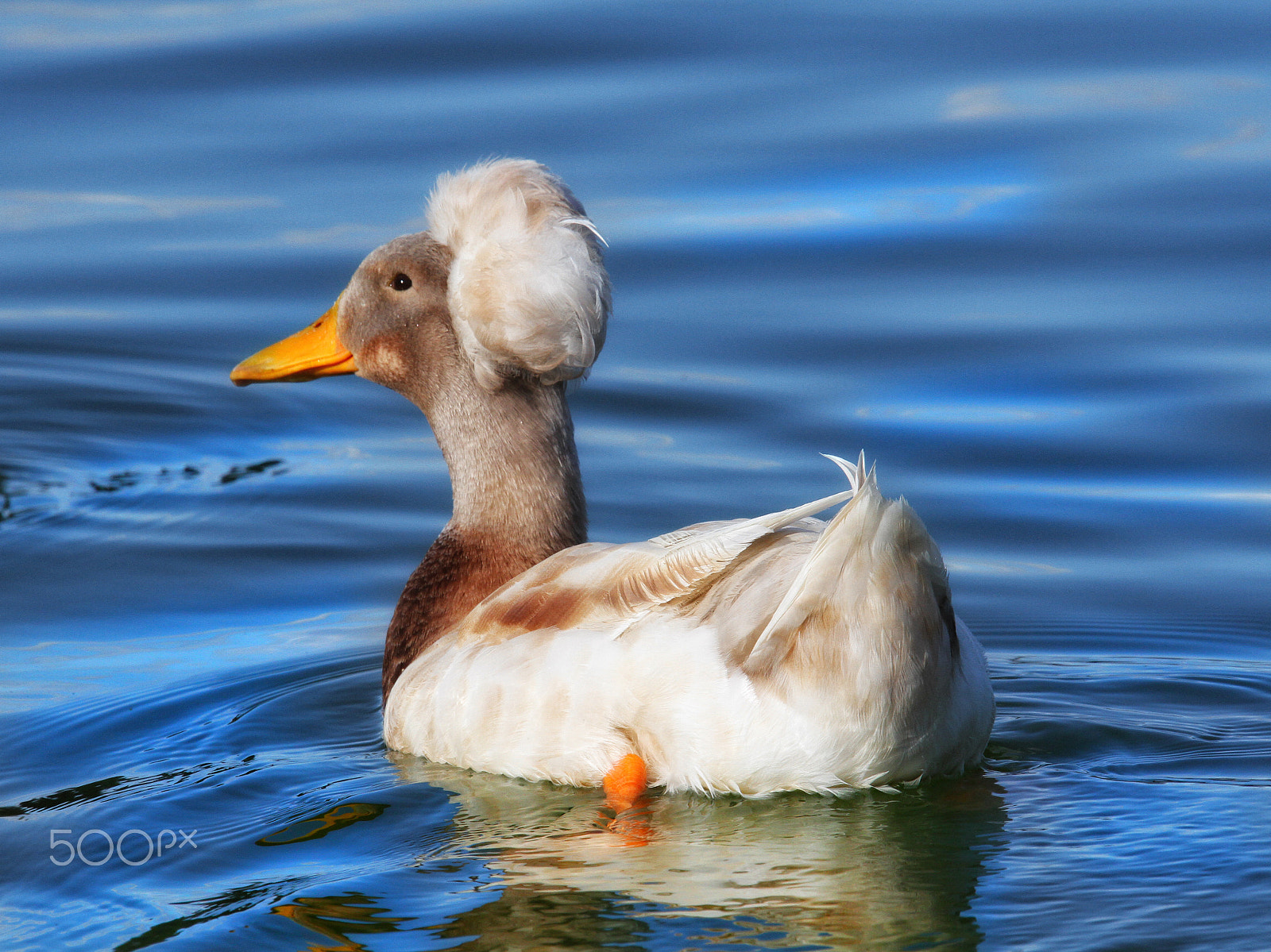 Canon EOS 7D + Sigma 150mm f/2.8 EX DG OS HSM APO Macro sample photo. Found this crested duck at the duck pond today. photography