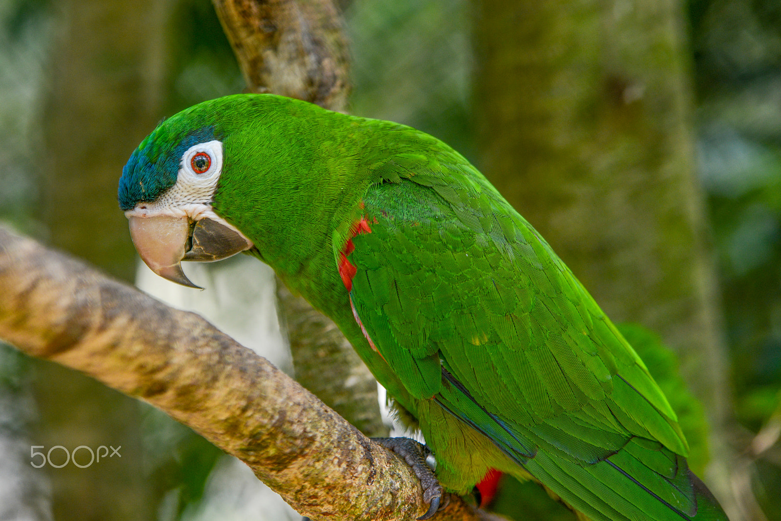 Nikon D800 + Sigma 70-200mm F2.8 EX DG OS HSM sample photo. Green parrot photography