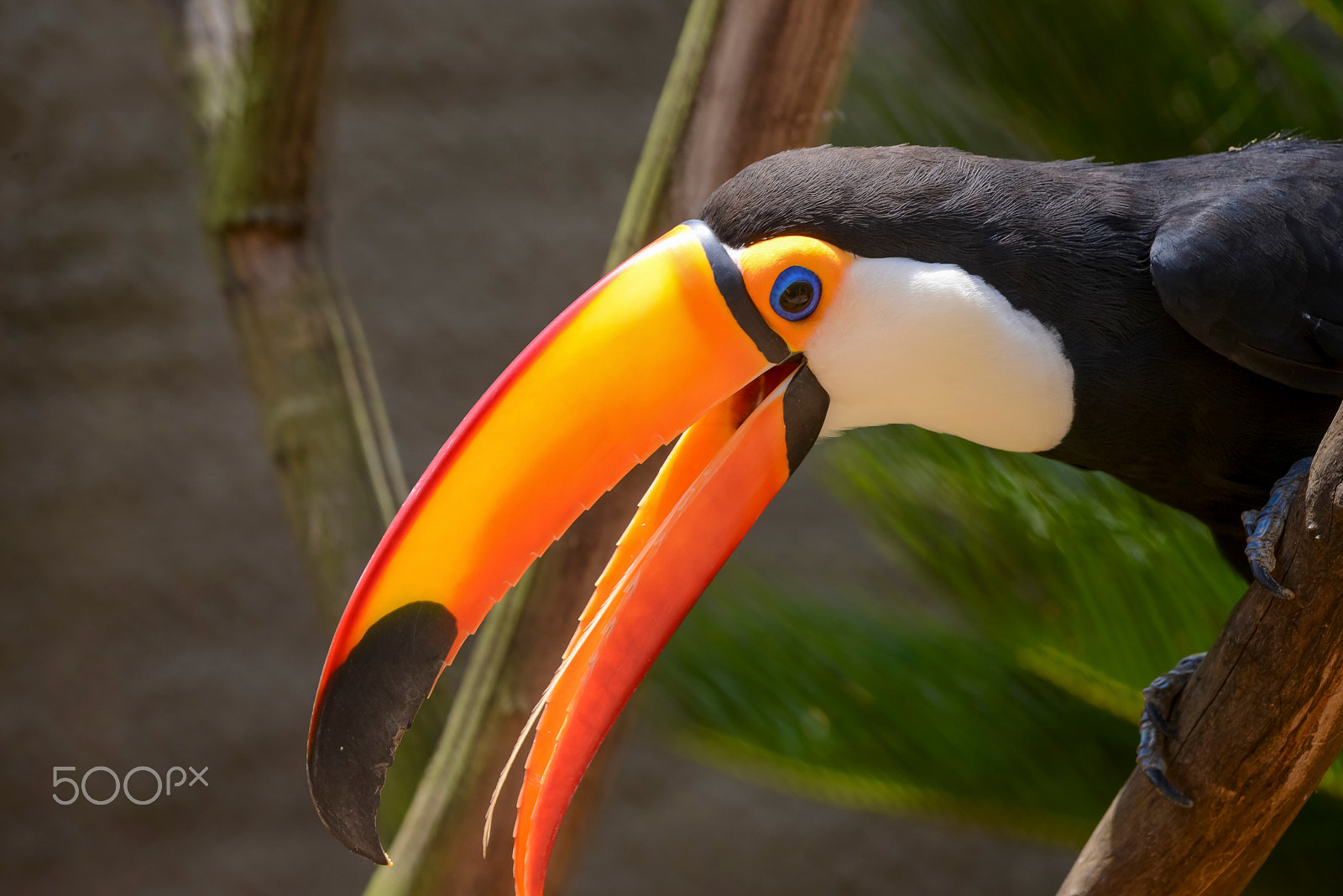 Sigma 70-200mm F2.8 EX DG OS HSM sample photo. Toucan photography