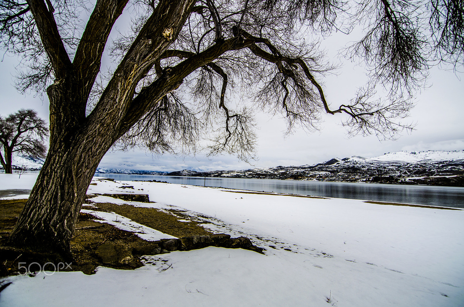 Nikon D5100 sample photo. Frozen tree by the lake photography