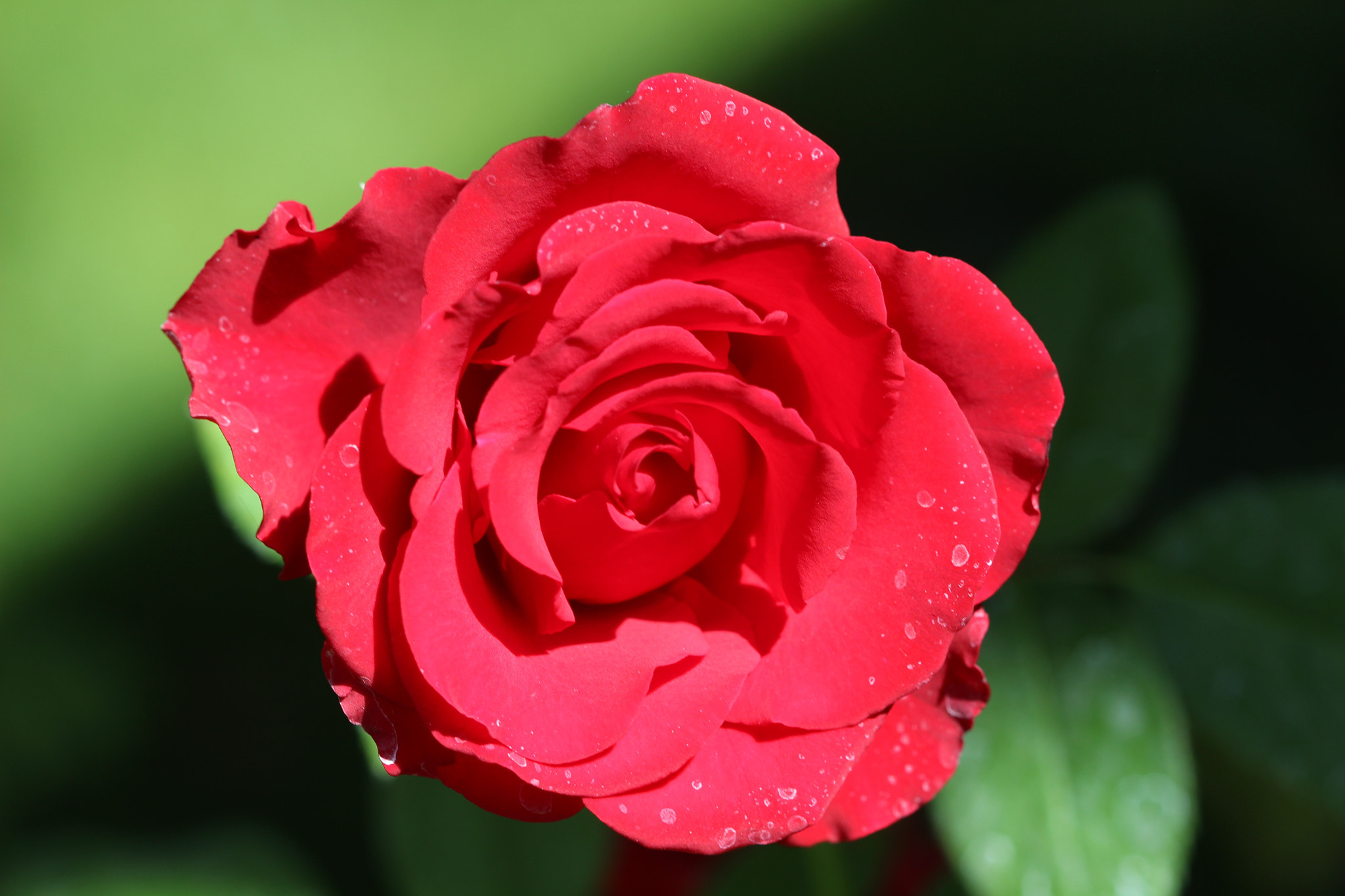 Canon EF 100mm F2.8 Macro USM sample photo. Love photography