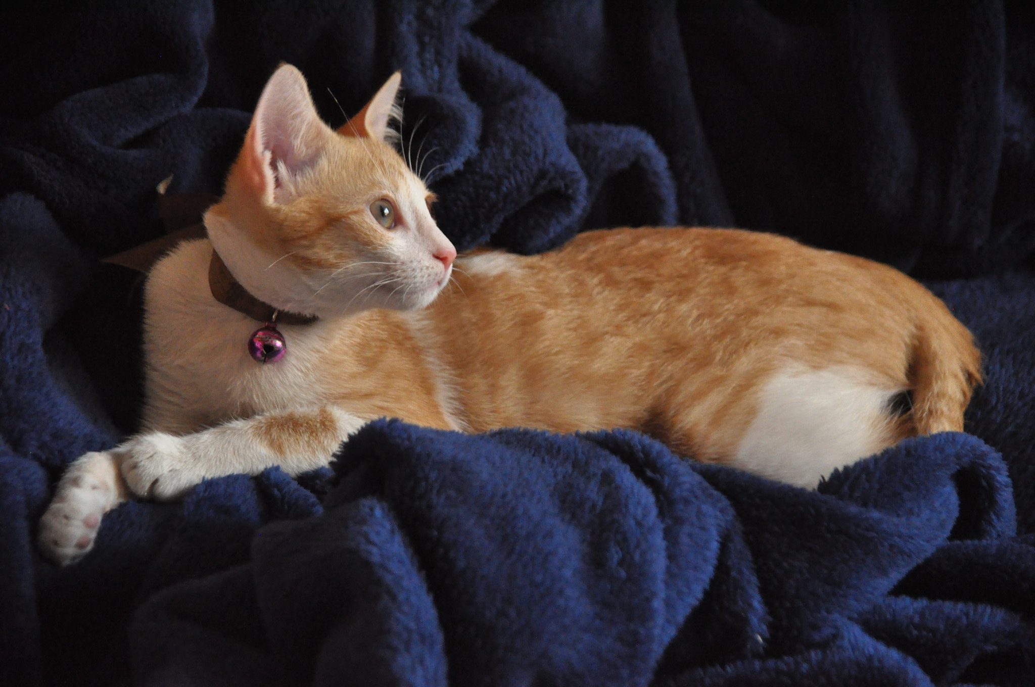 Nikon D5000 sample photo. Royalty photography