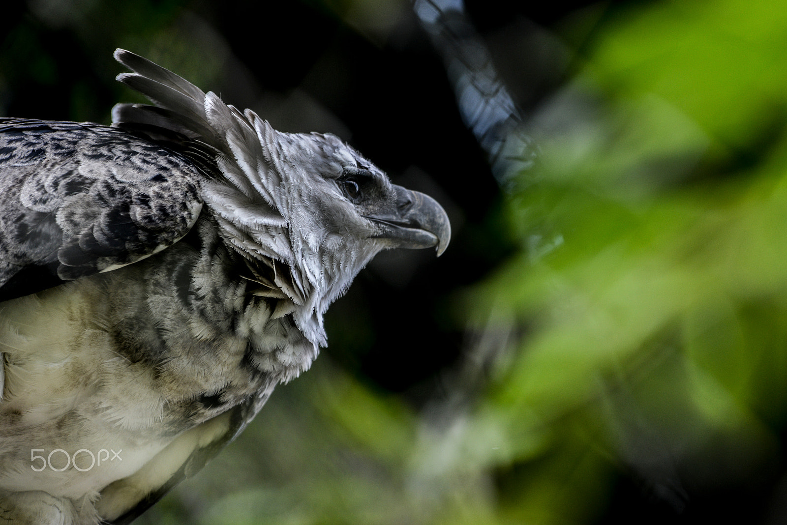 Sigma 70-200mm F2.8 EX DG OS HSM sample photo. Harpy photography