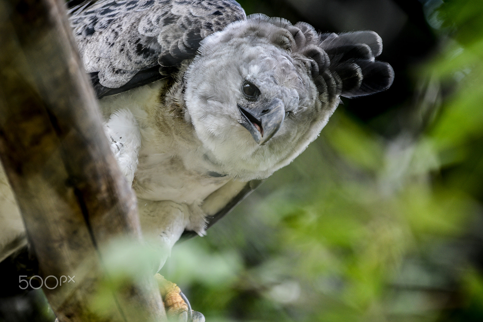 Sigma 70-200mm F2.8 EX DG OS HSM sample photo. Harpy photography