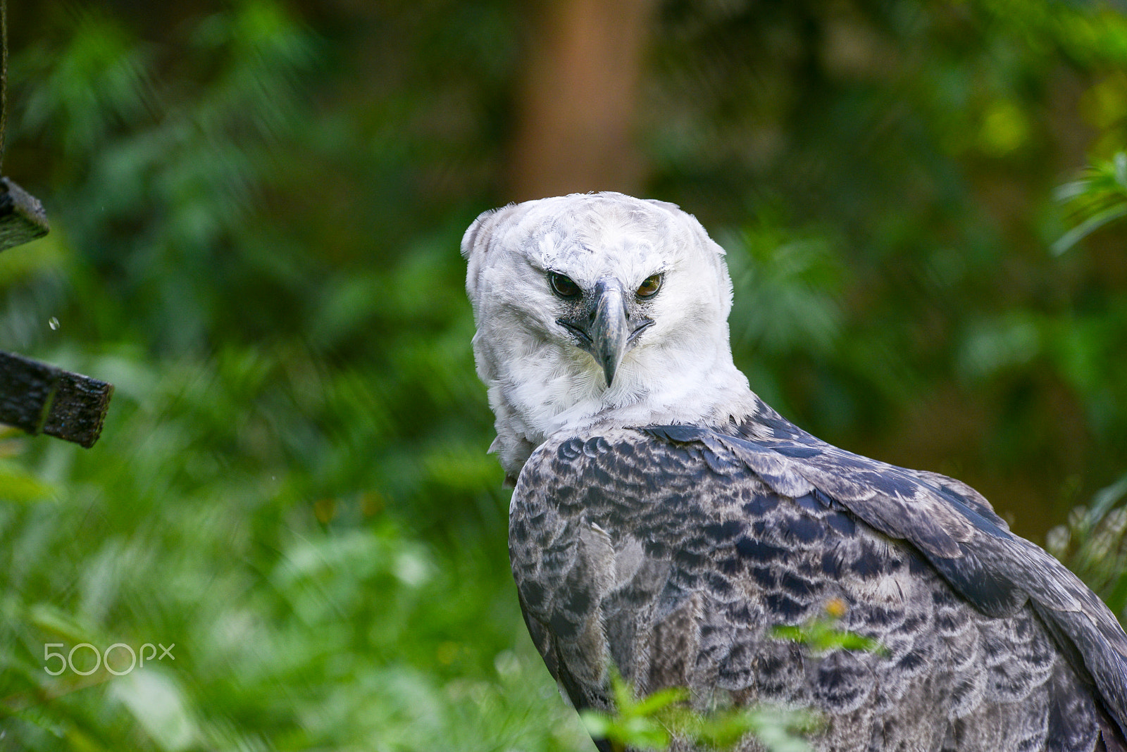 Nikon D800 + Sigma 70-200mm F2.8 EX DG OS HSM sample photo. Harpy photography