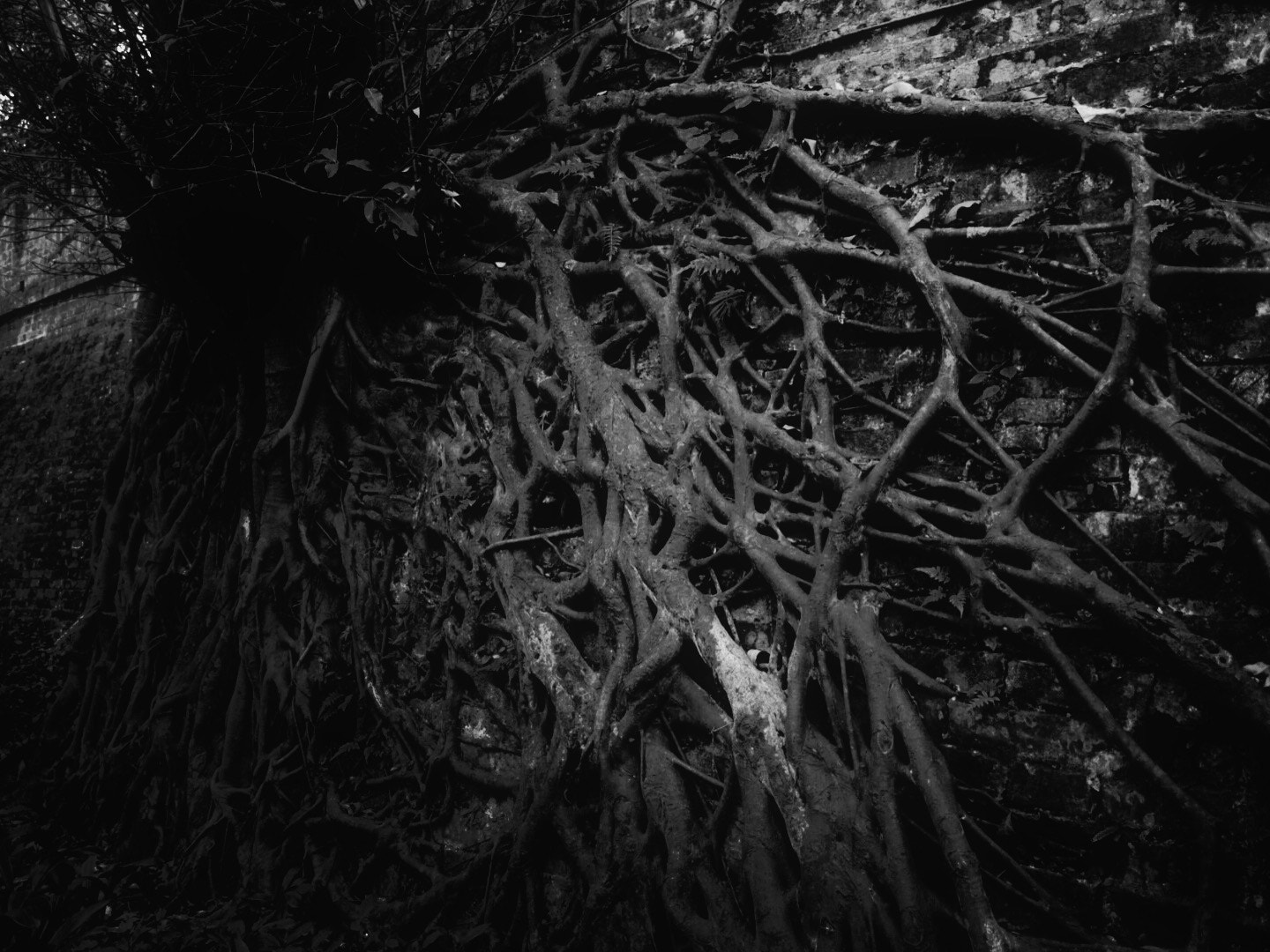 Blackie Camera sample photo. Tree photography