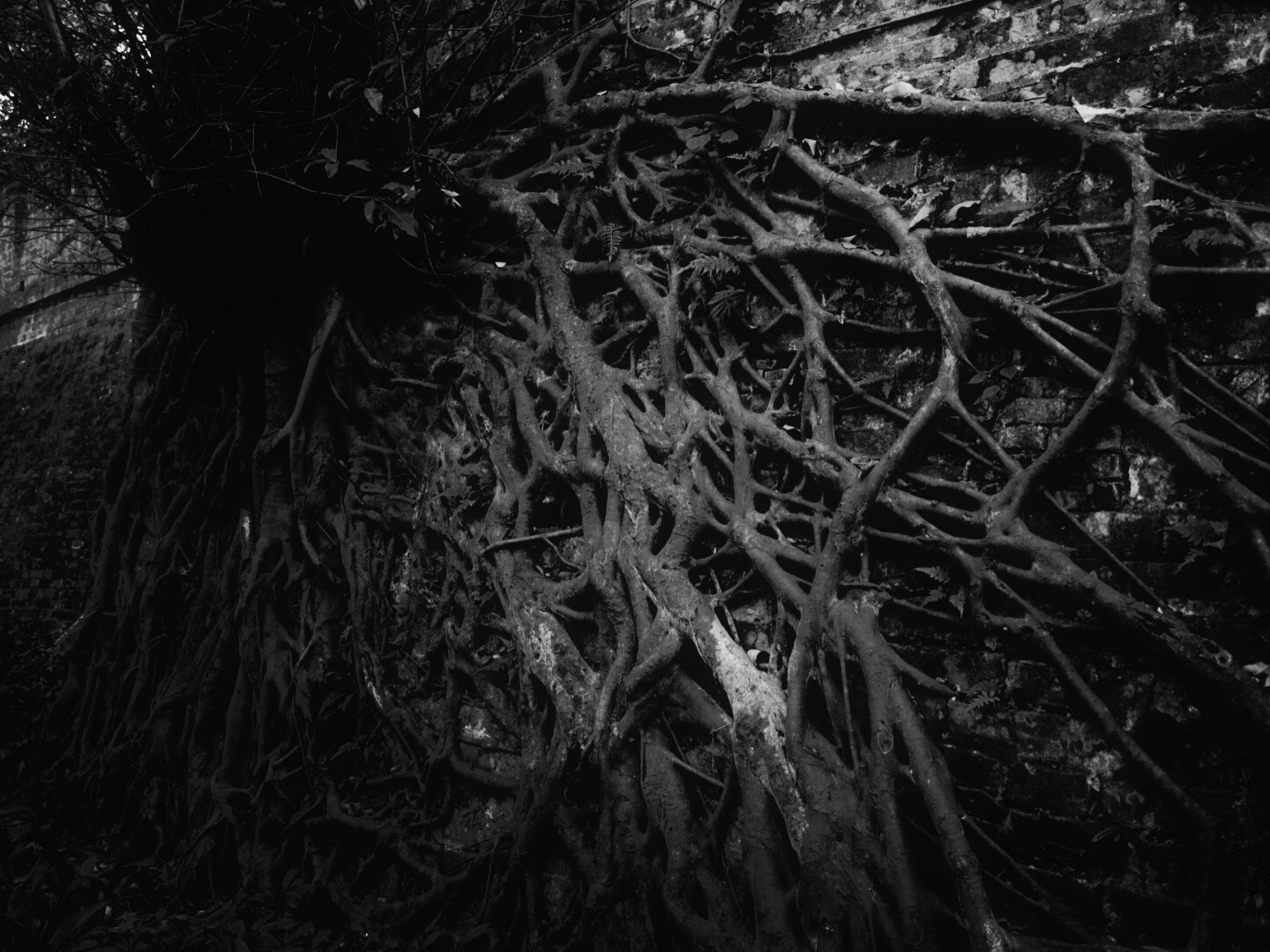 Blackie Camera sample photo. Tree photography