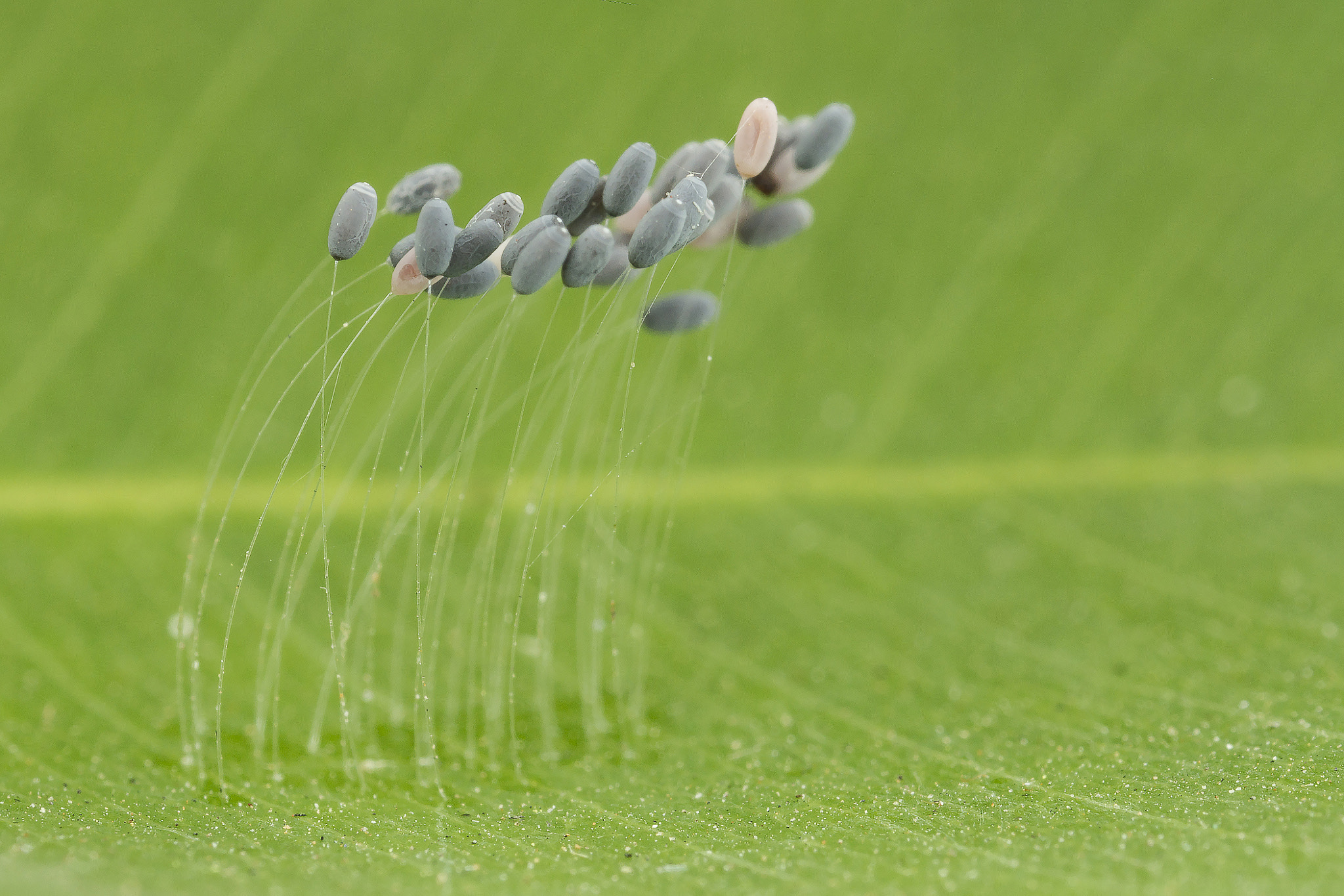 Canon EOS 7D + Canon MP-E 65mm F2.5 1-5x Macro Photo sample photo. Mini landscape photography