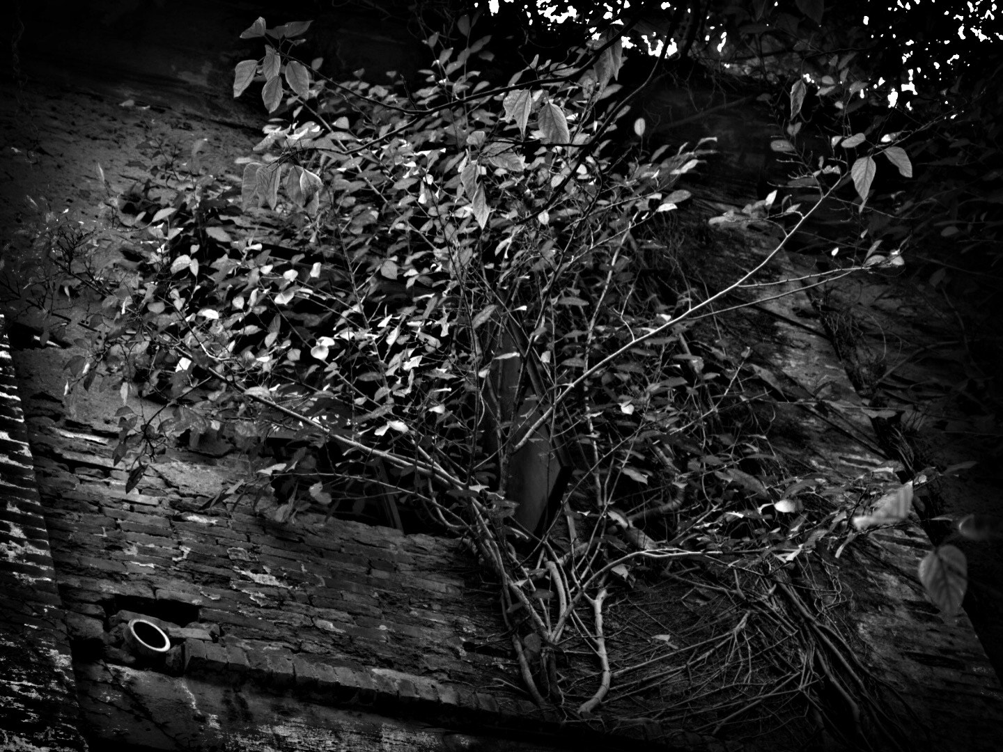 Blackie Camera sample photo. Old house's window photography