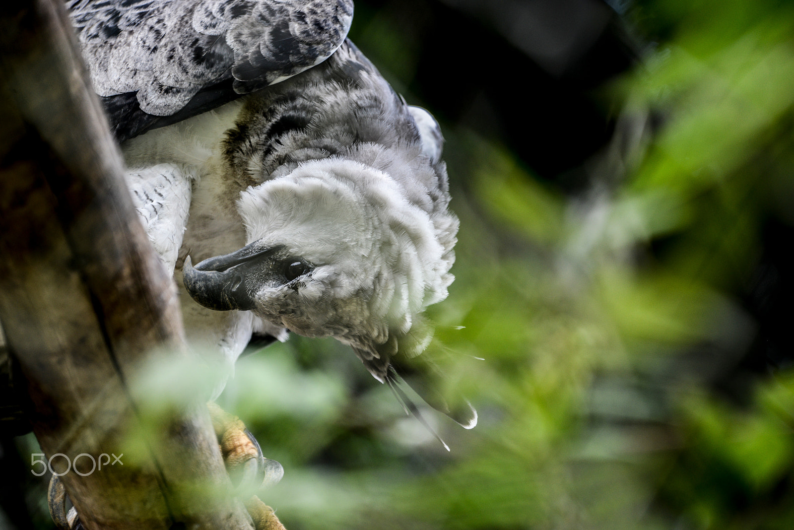 Sigma 70-200mm F2.8 EX DG OS HSM sample photo. Harpy photography