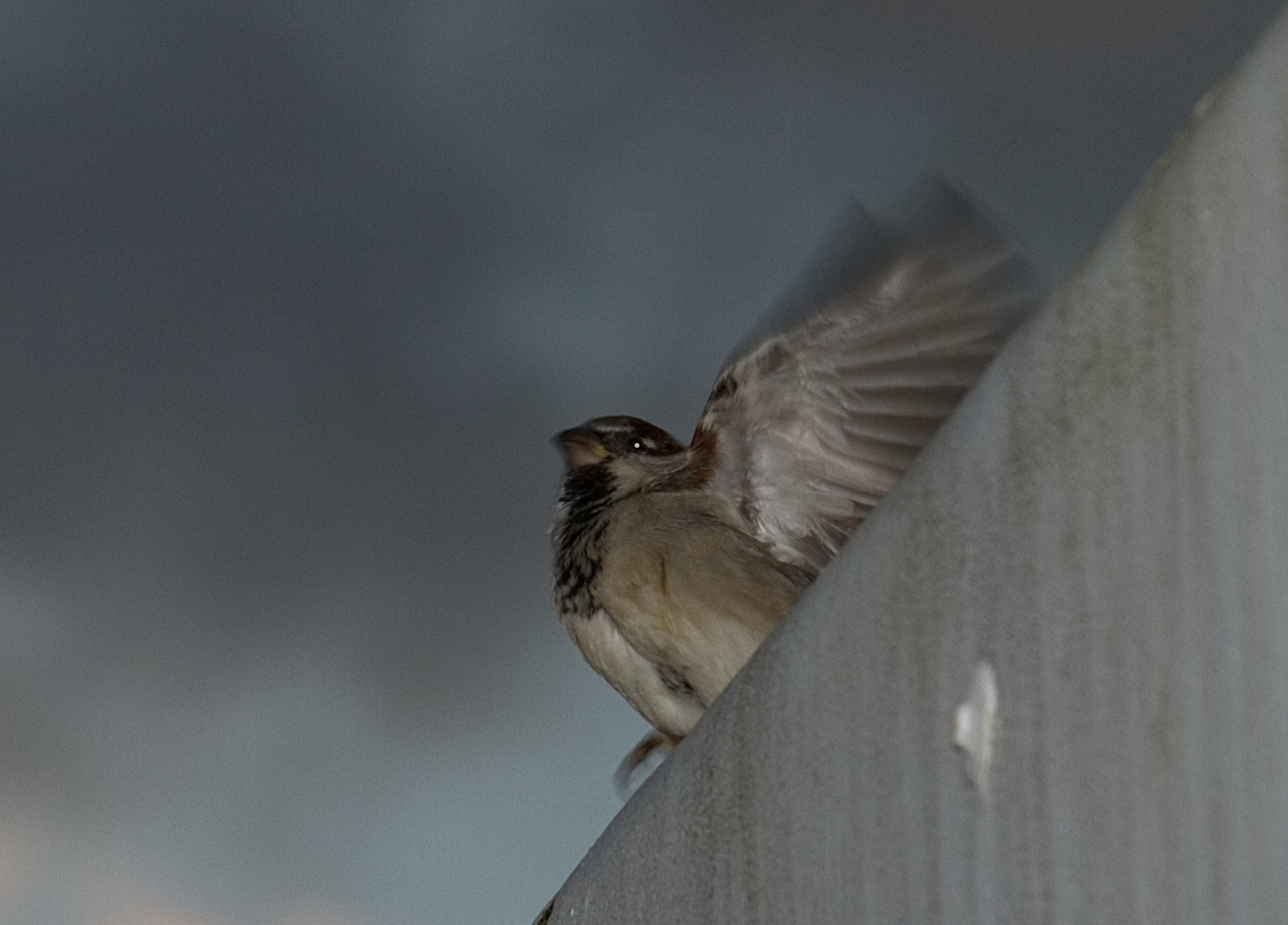 18.0 - 135.0 mm sample photo. Dancing on the gutter photography