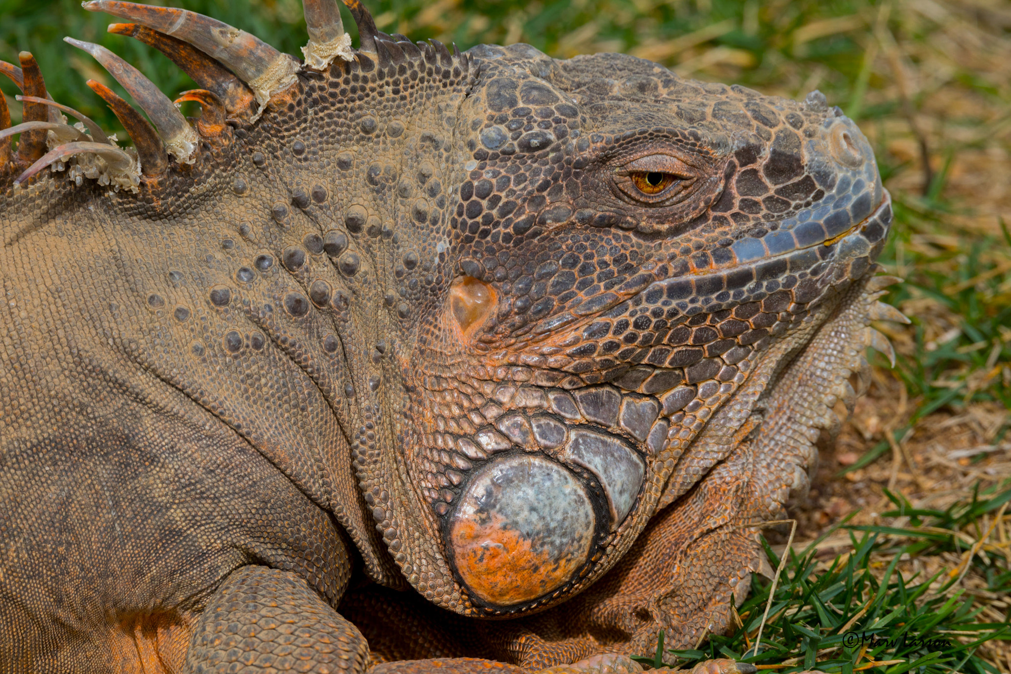 Tamron SP 150-600mm F5-6.3 Di VC USD sample photo. Rhinoceros iguana photography