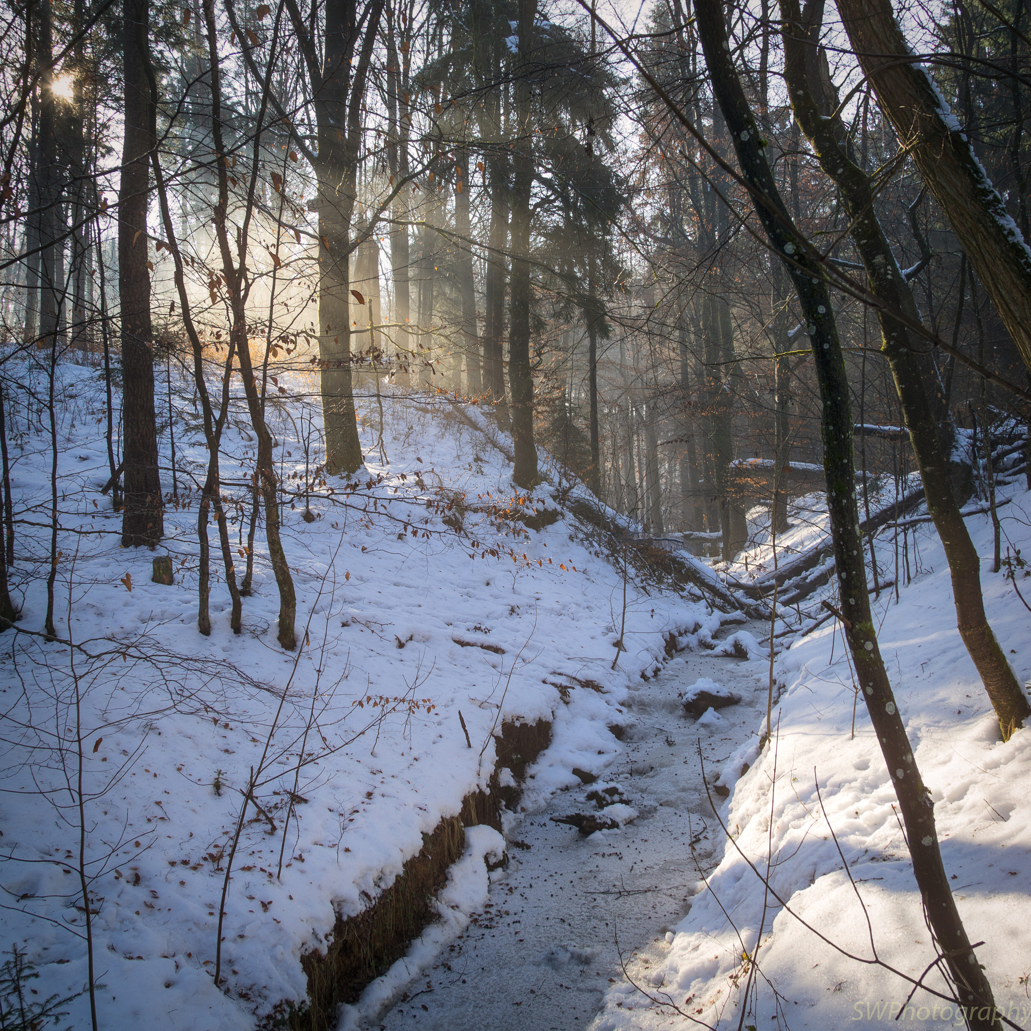 Sony a7 II + Canon EF 24-105mm F4L IS USM sample photo. In the forest photography