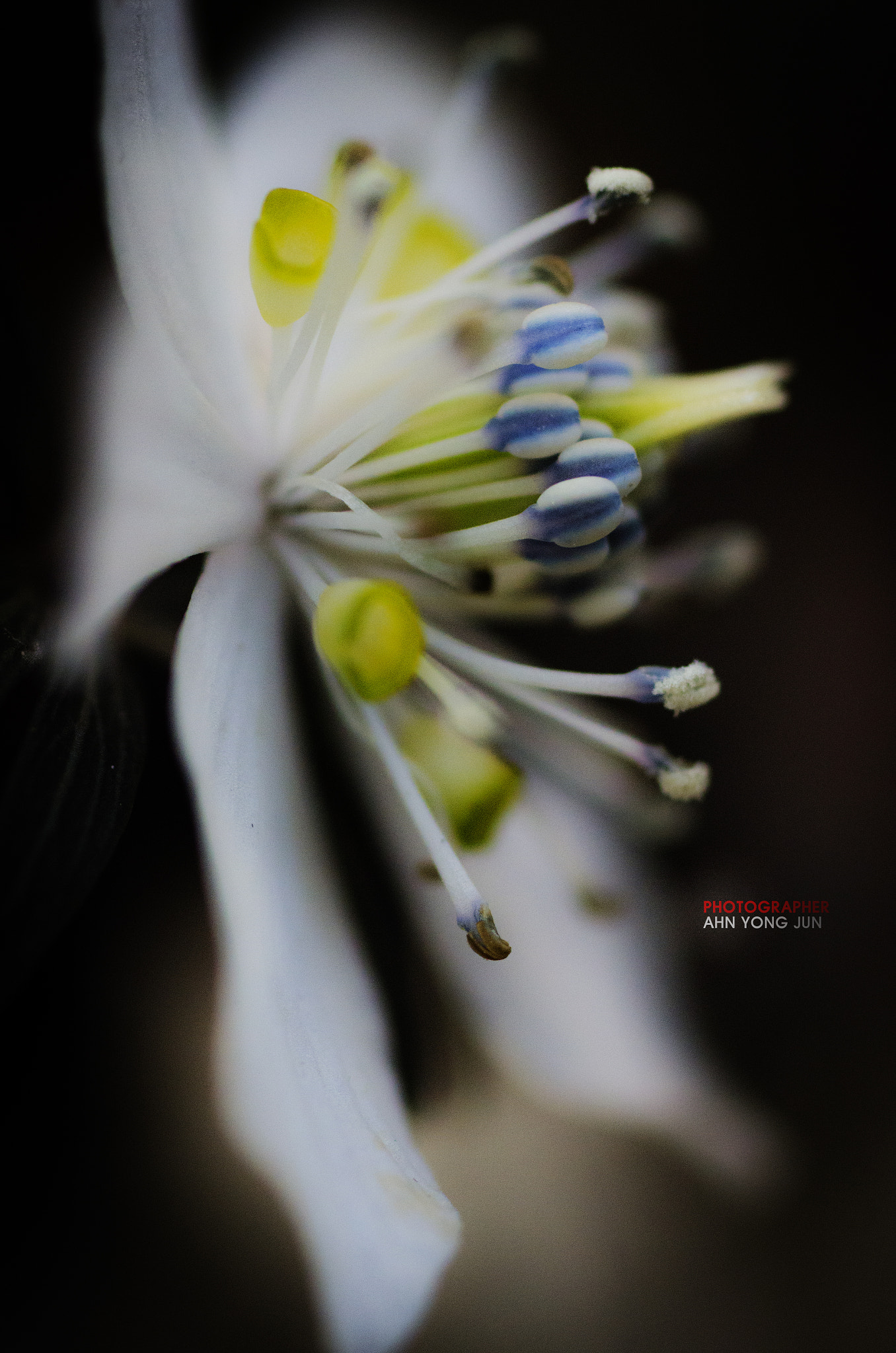 AF Micro-Nikkor 105mm f/2.8 sample photo. Wild flower series / byeonsan winter aconite photography