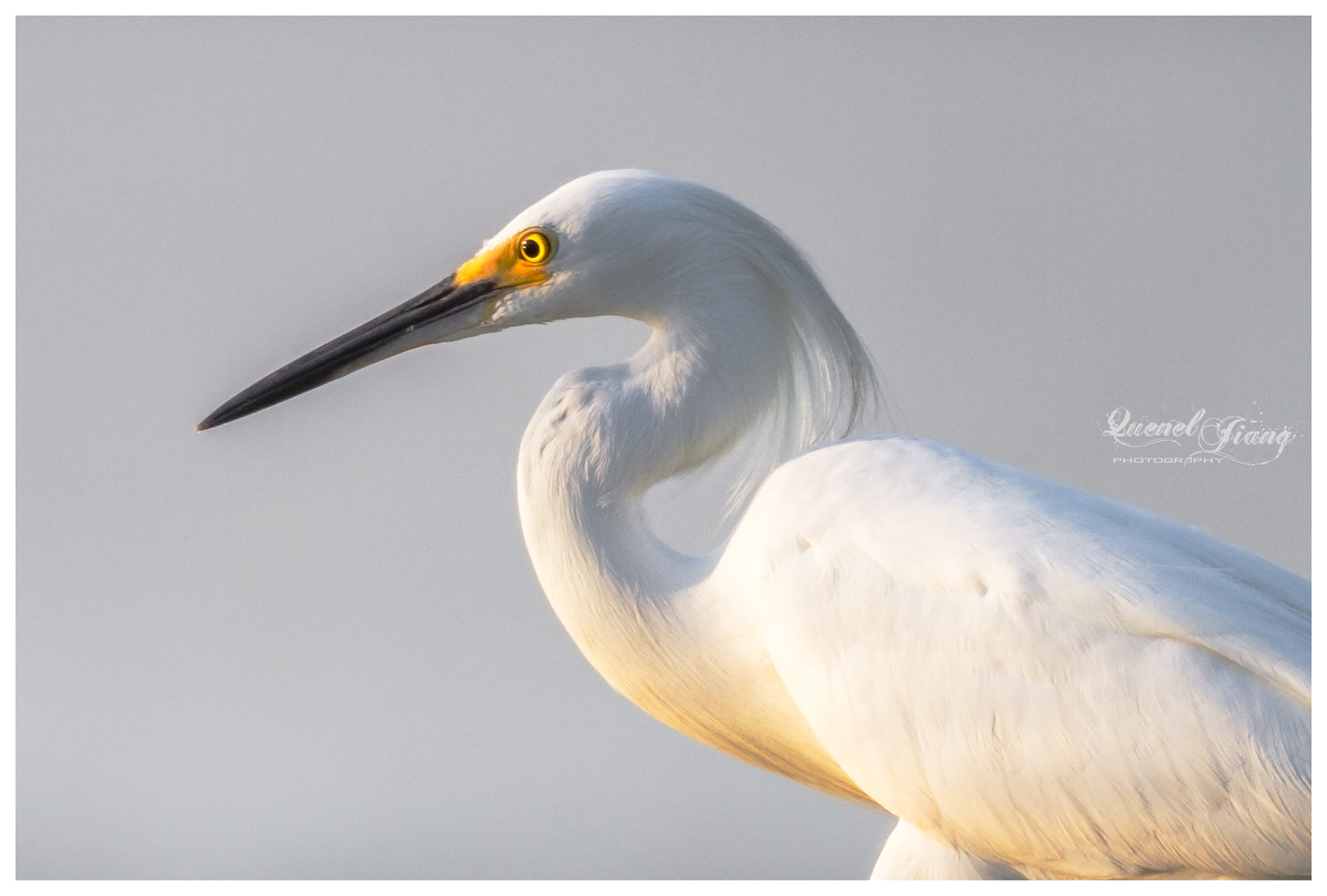 Canon EOS 7D + Canon EF 600mm F4L IS USM sample photo. Snowy egret portrait photography