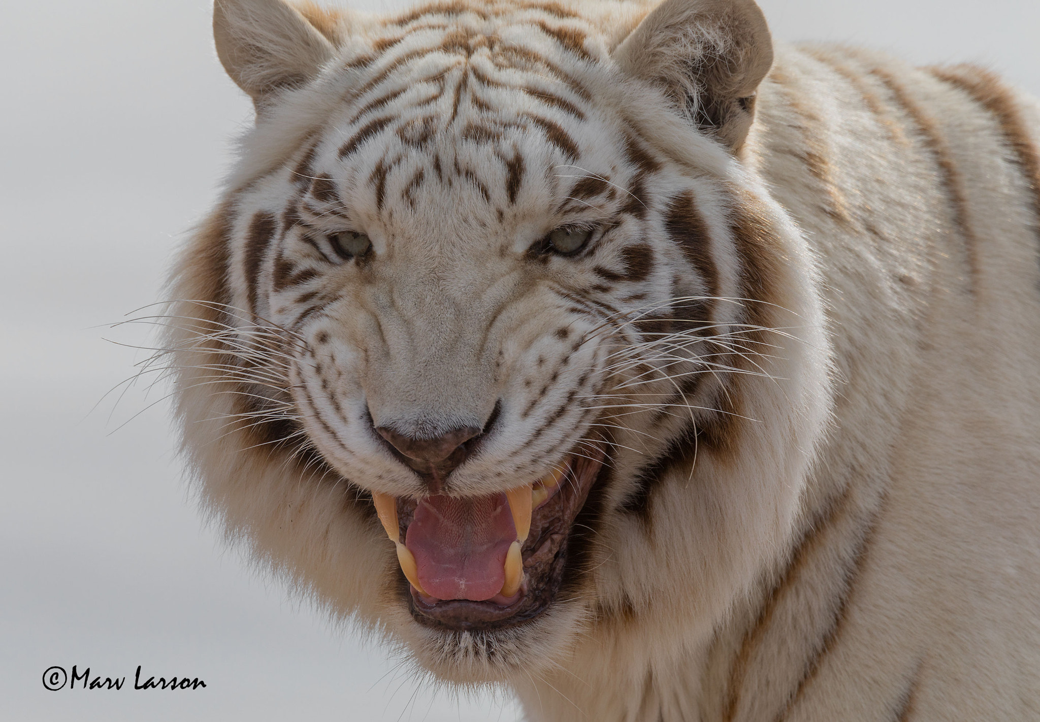 Tamron SP 150-600mm F5-6.3 Di VC USD sample photo